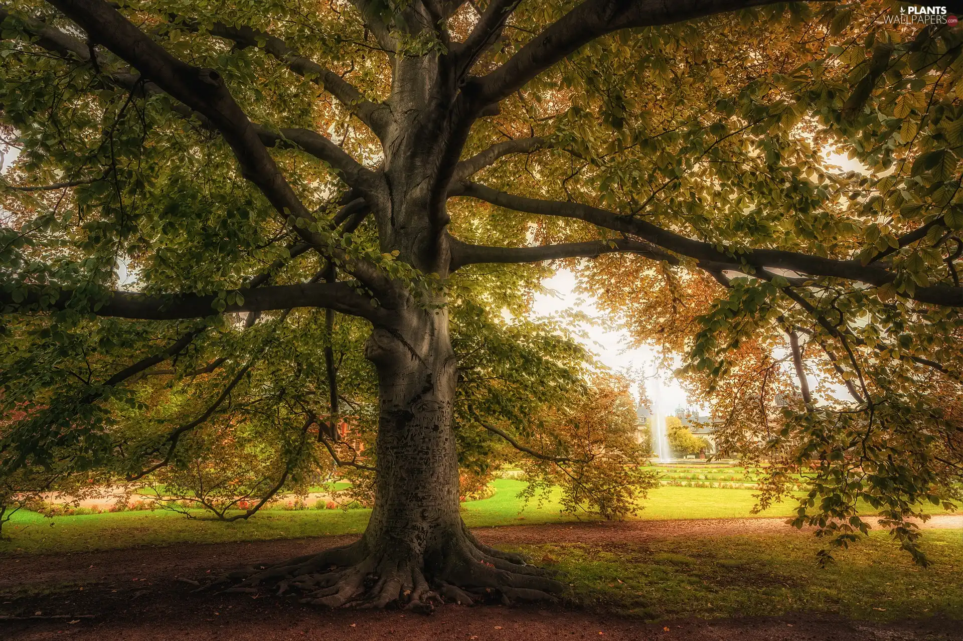 spreading, beech, autumn, trees