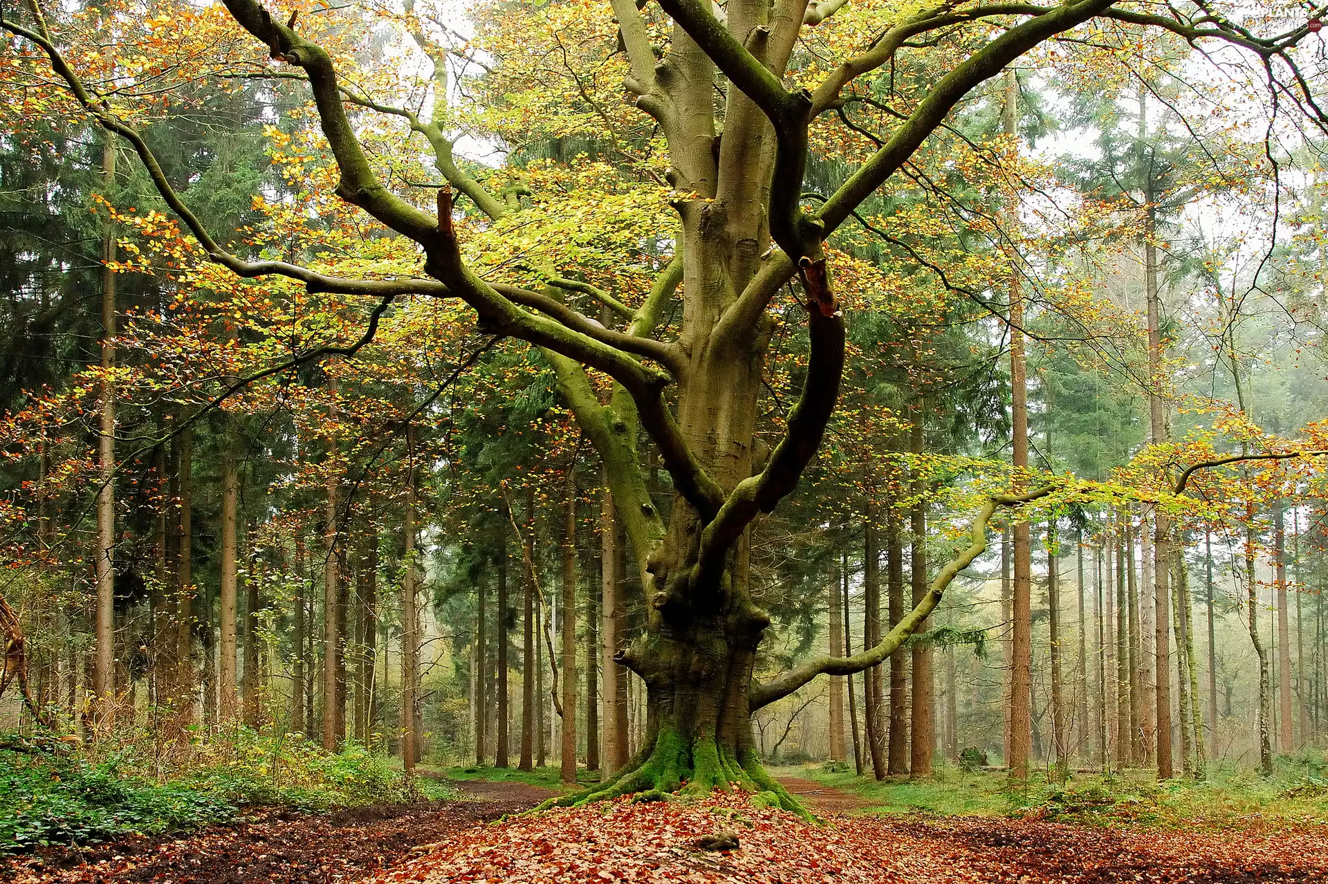 trees, forest, spreading