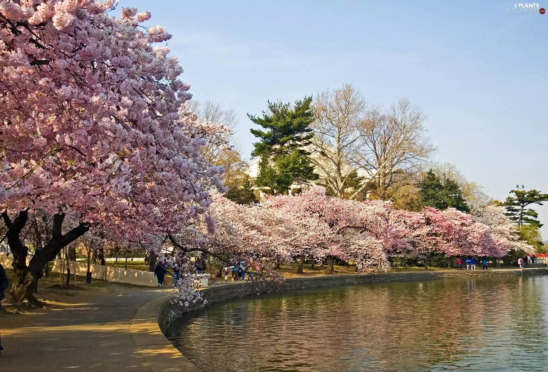 Pond - car, Spring, trees, viewes, flourishing, Park