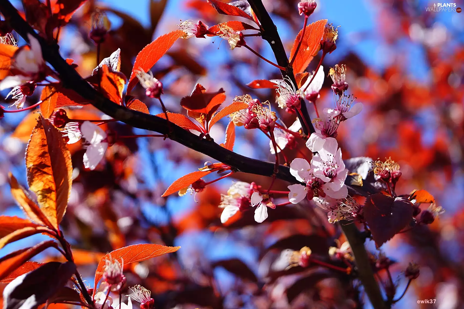 Spring, Pink, Flowers, trees