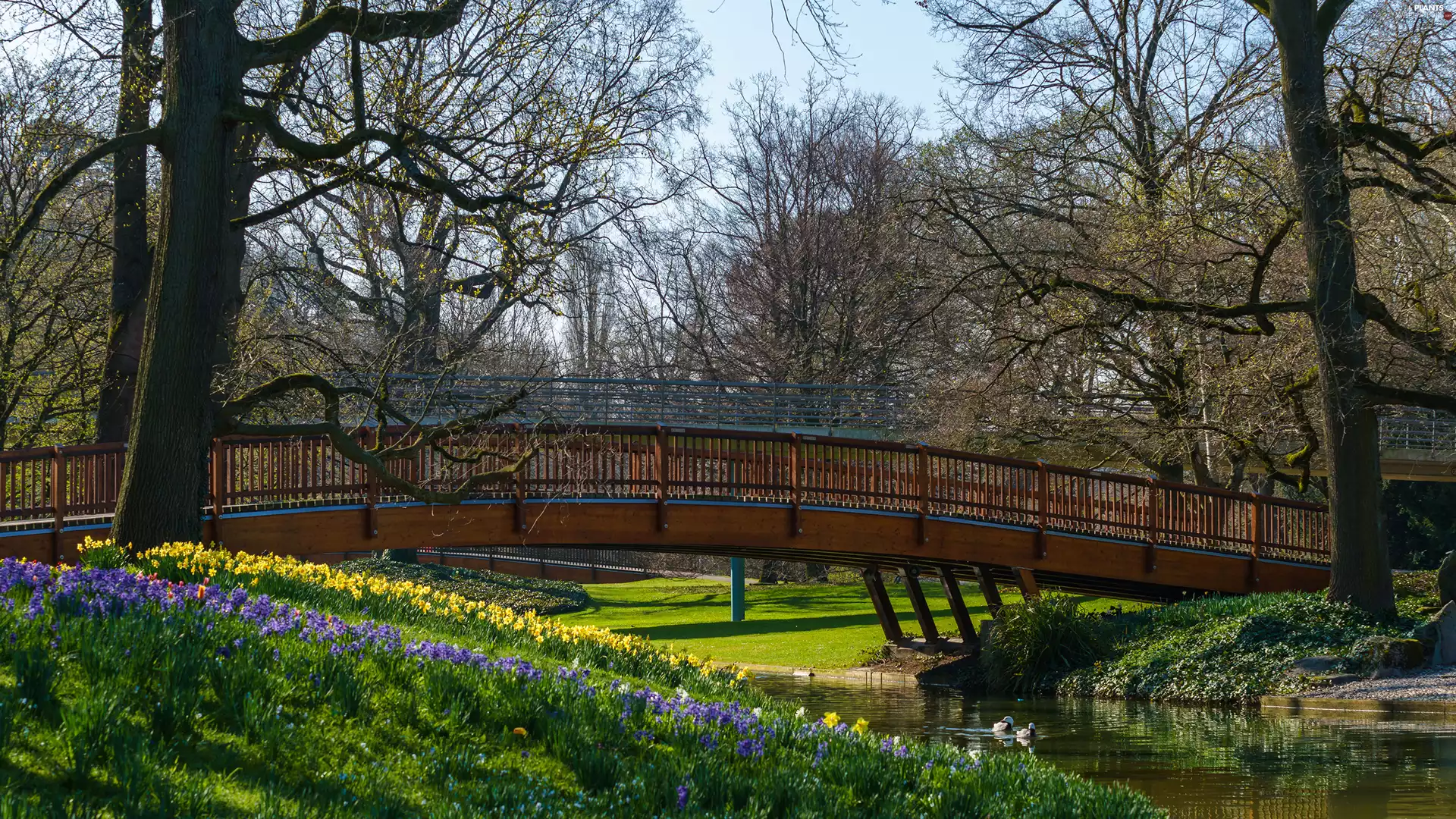 bridge, Flowers, Spring, ducks, viewes, River, Park, trees