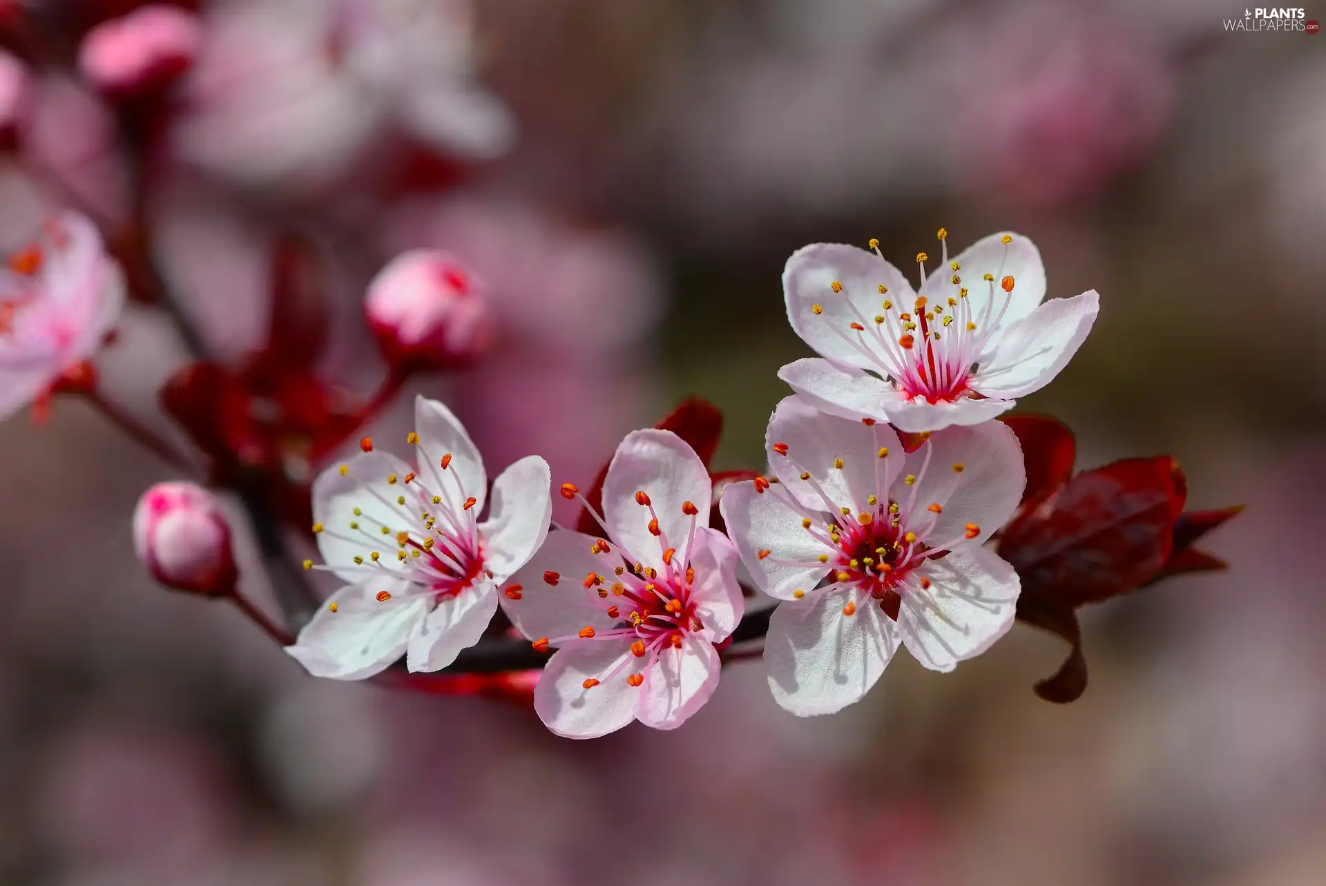 Spring, fruit, trees, Flowers