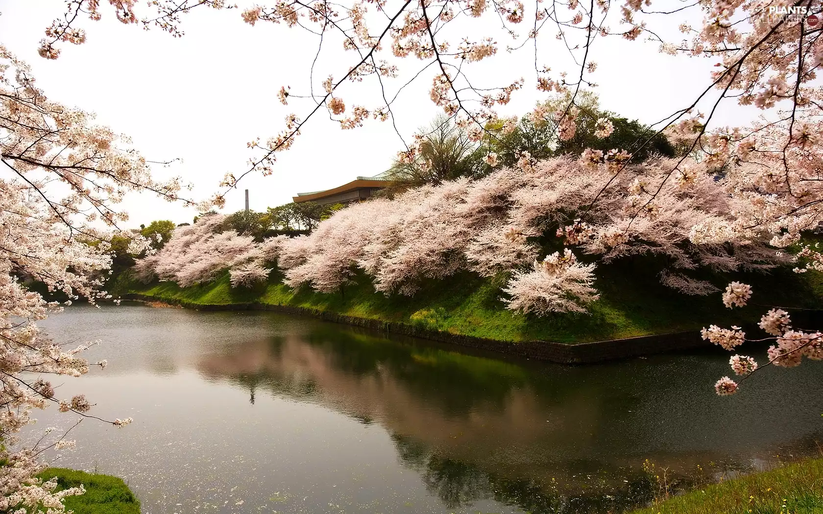 Spring, viewes, lake, trees