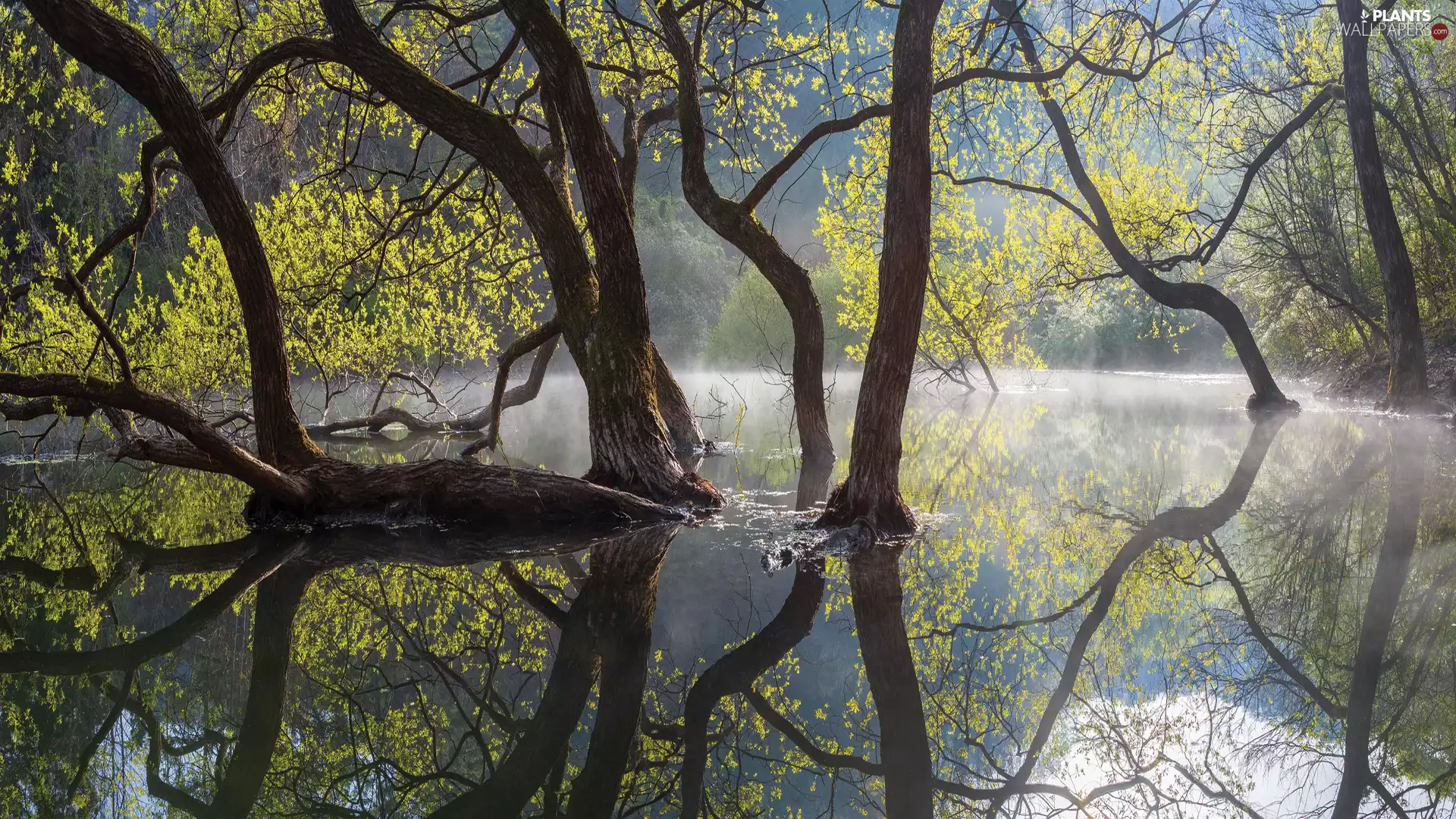 Spring, viewes, River, trees