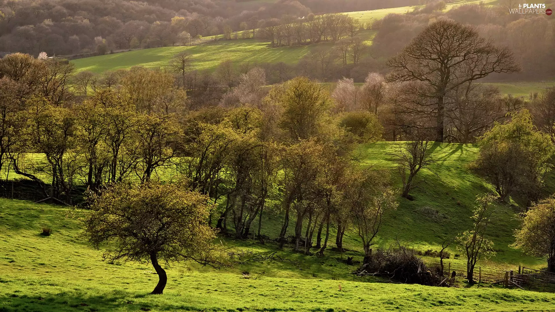 Field, Hill-side, trees, viewes, Spring