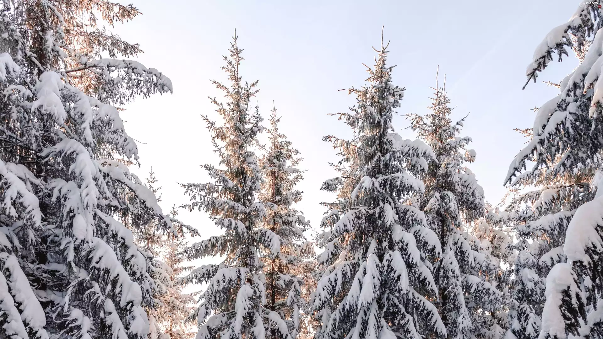 spruce, viewes, snow, trees