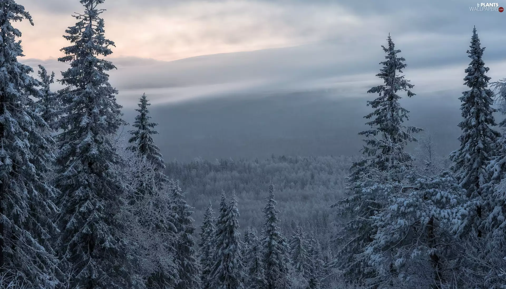 viewes, Mountains, Spruces, trees, winter, Snowy, clouds