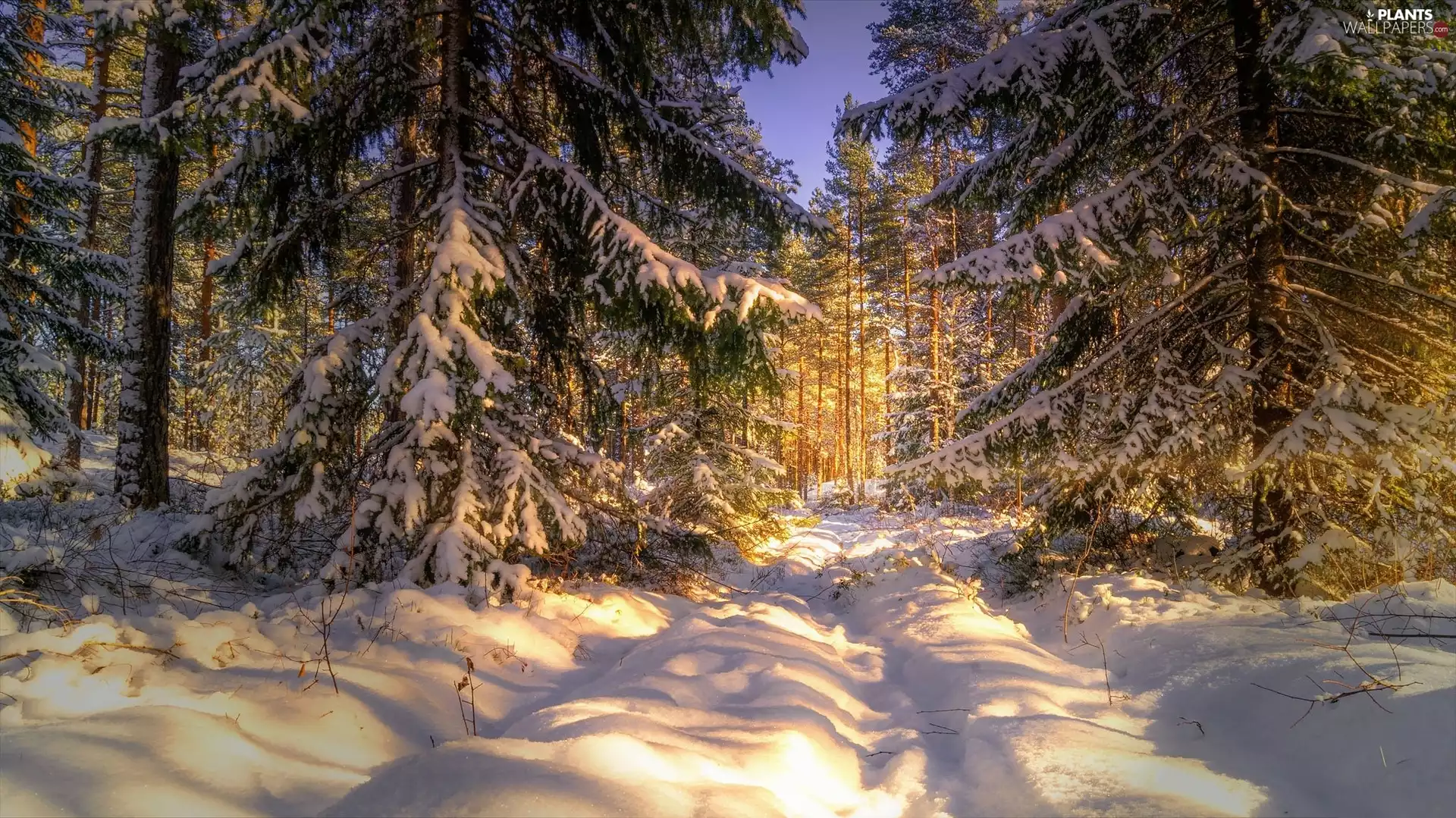 forest, sunny, Spruces, day, viewes, winter, snow, trees