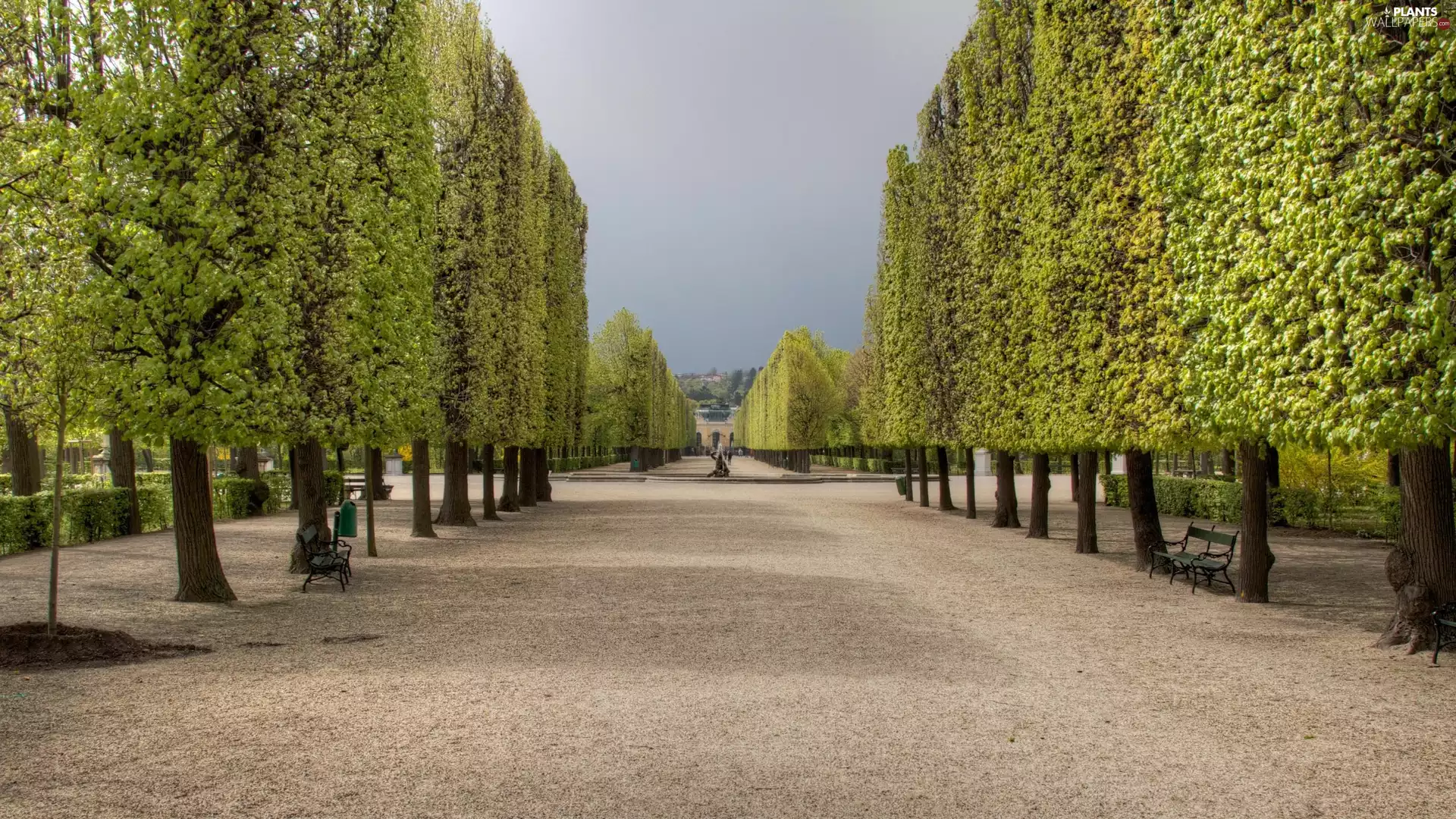 square, viewes, Way, trees