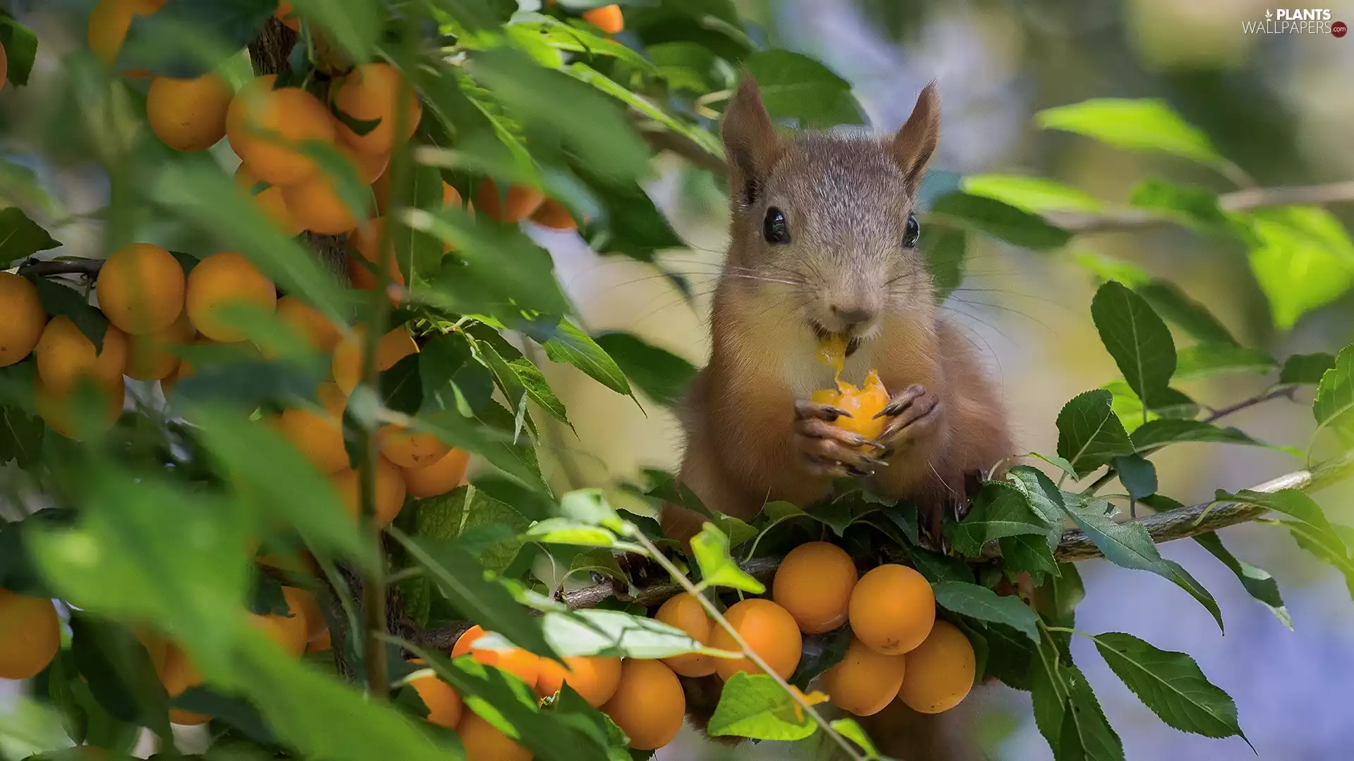 squirrel, Apricot, Fruits, trees