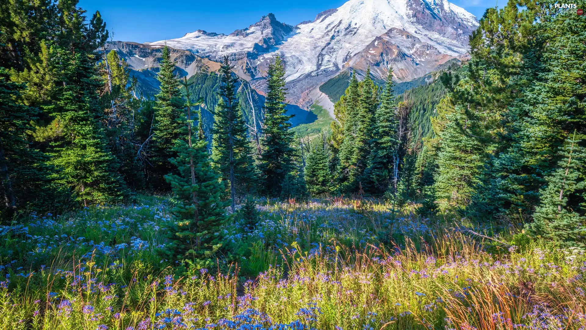 viewes, Spruces, The United States, Flowers, Washington State, trees, Mountains, Mount Rainier National Park
