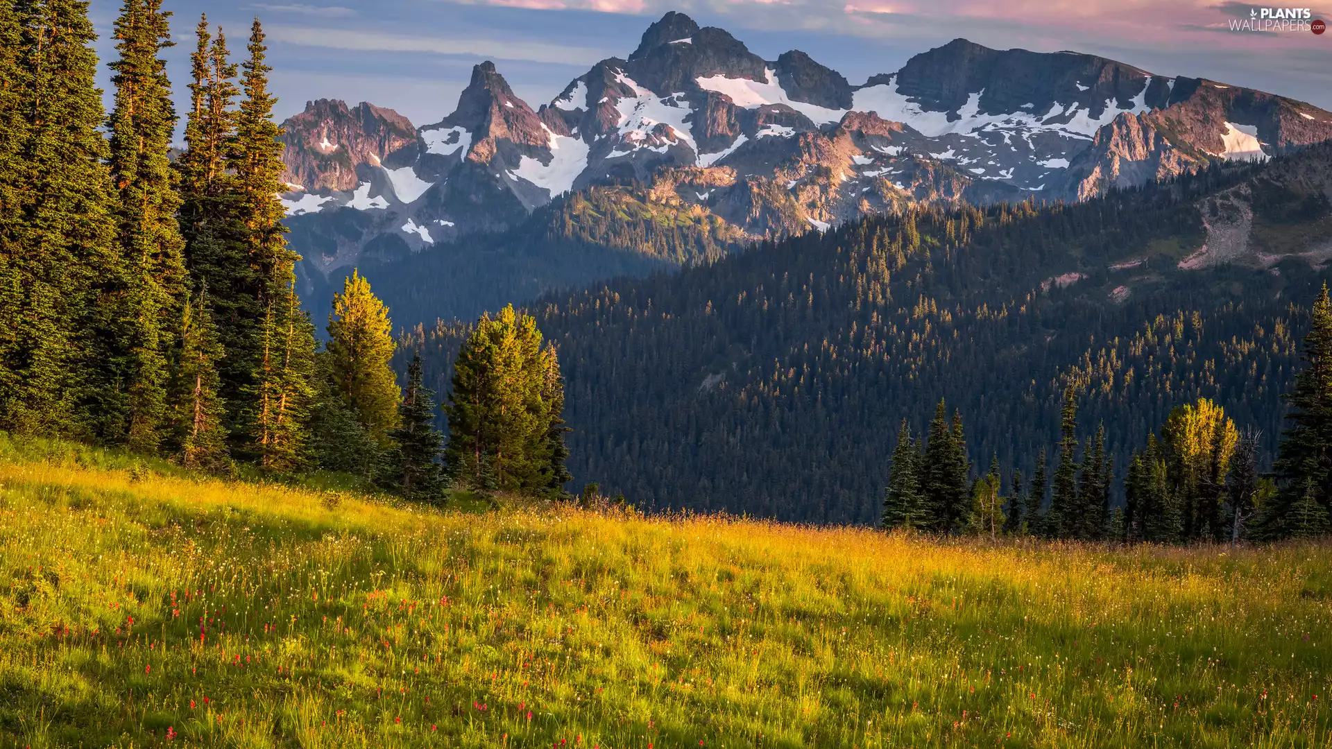 viewes, medows, The United States, Flowers, Washington State, trees, Mountains, Mount Rainier National Park