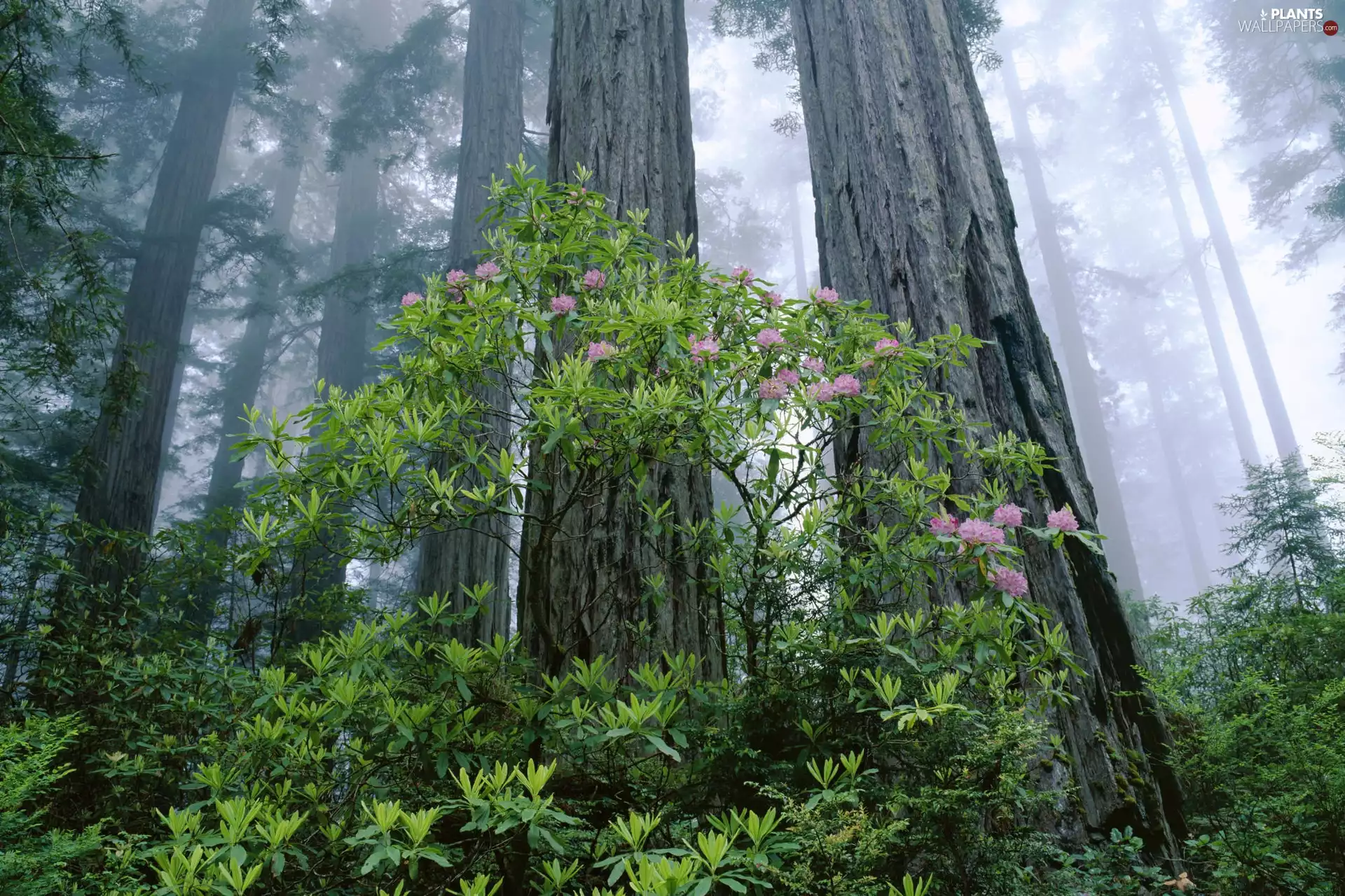 Fog, State of California, forest, rhododendron, trees, The United States, Redwood National Park, rhododendron, Bush, viewes