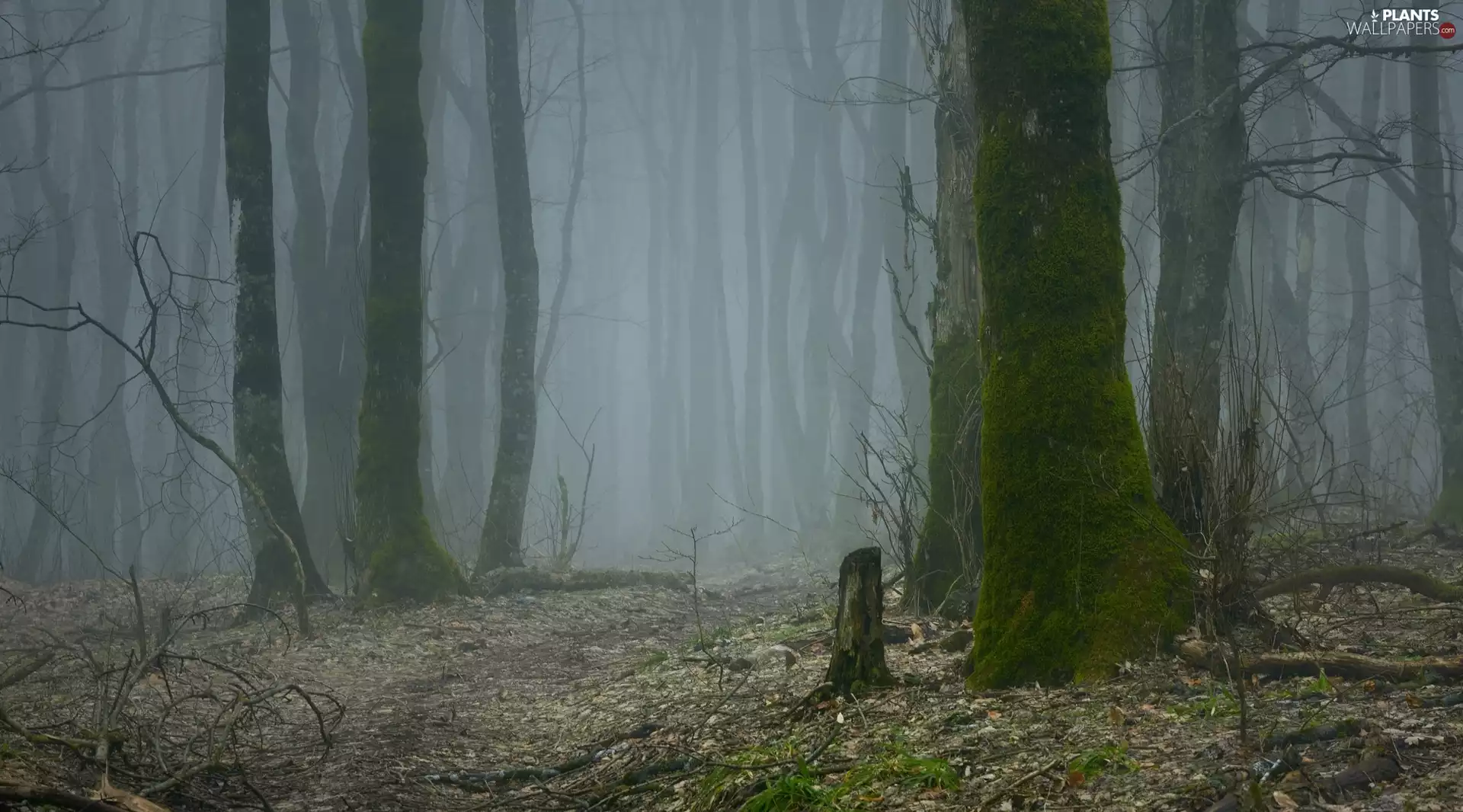 viewes, forest, Stems, trees, autumn, mossy, Fog