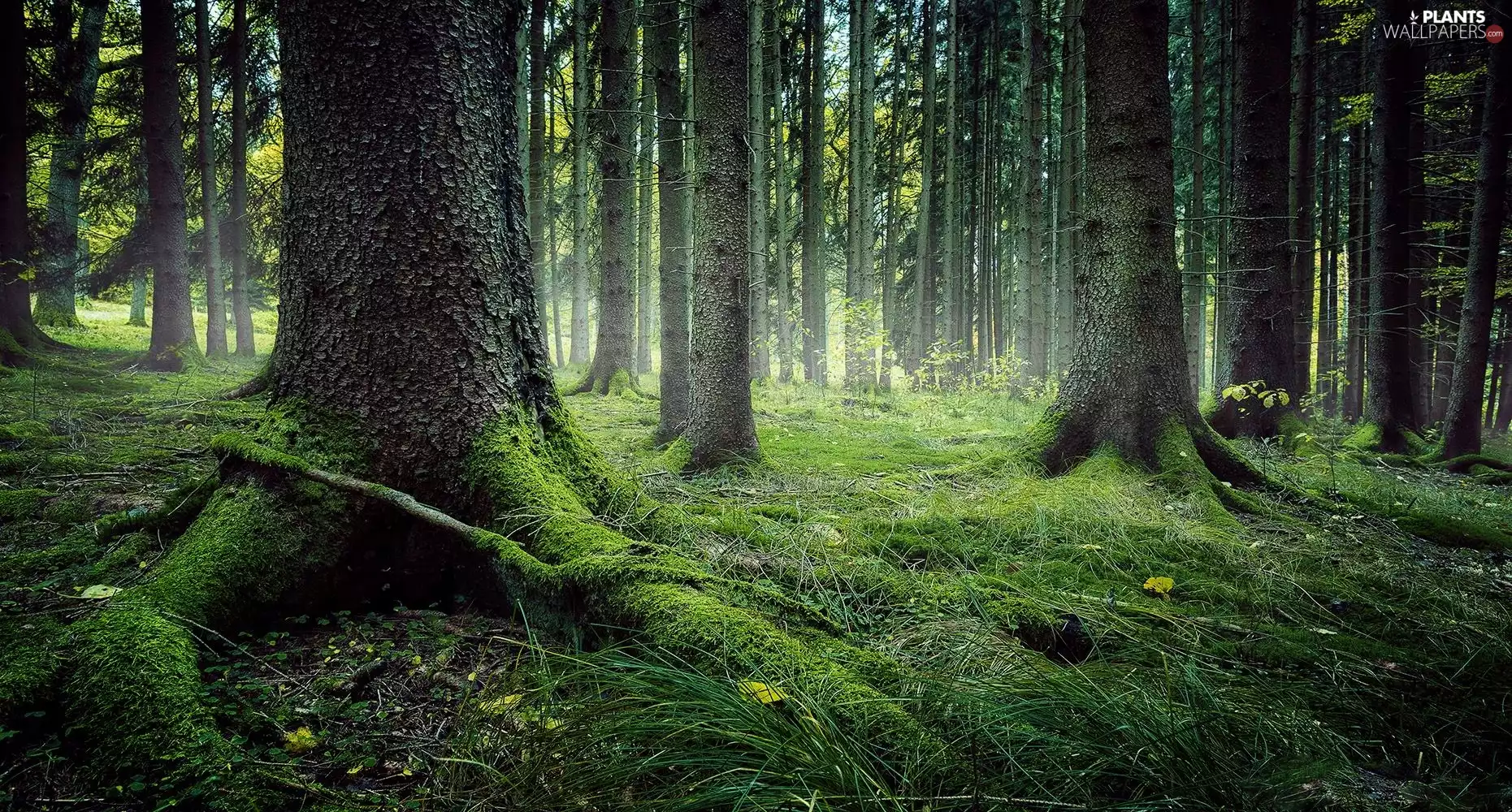 Stems, fleece, forester, trees