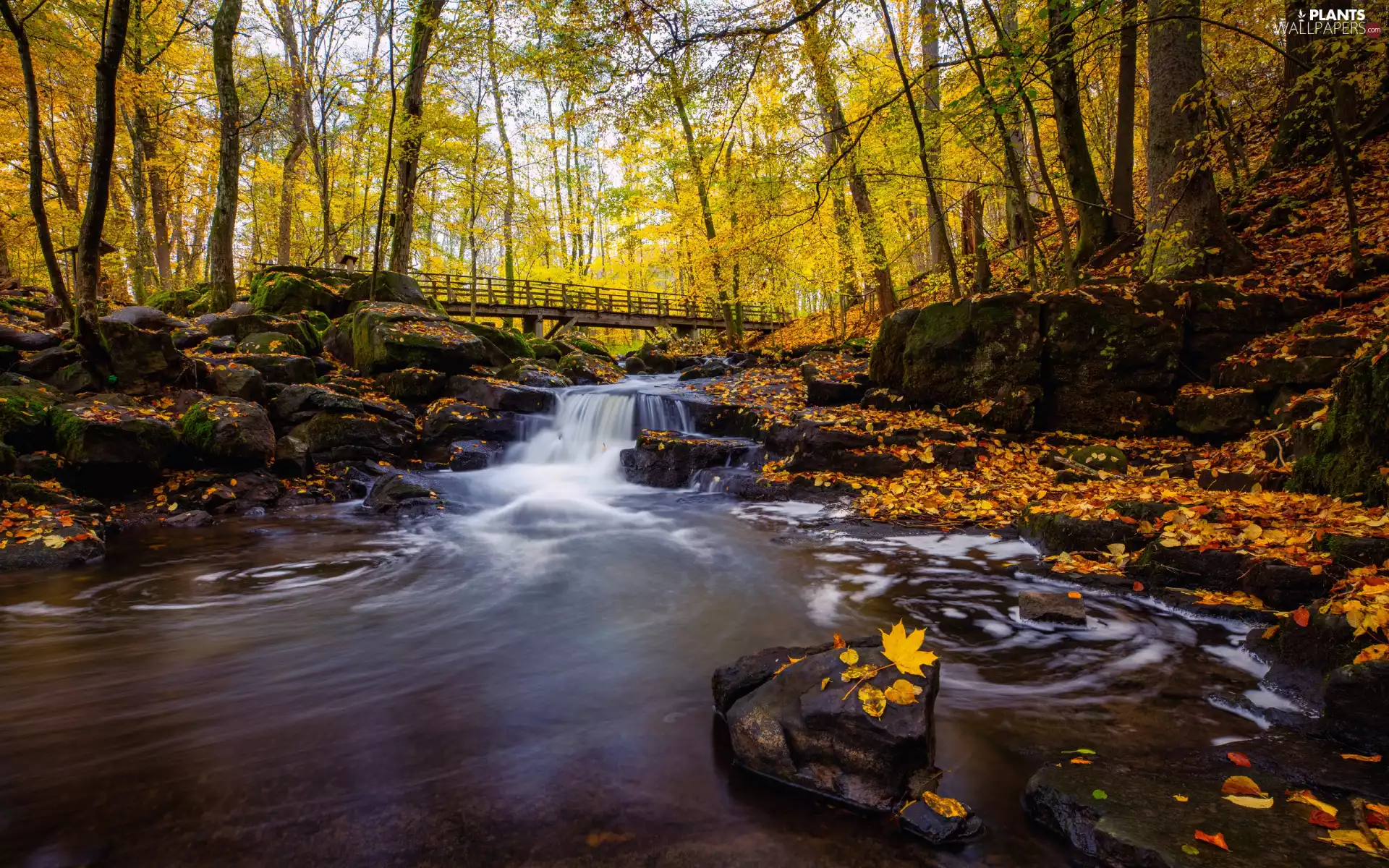 trees, forest, viewes, bridge, Leaf, autumn, Stones, Moss, River