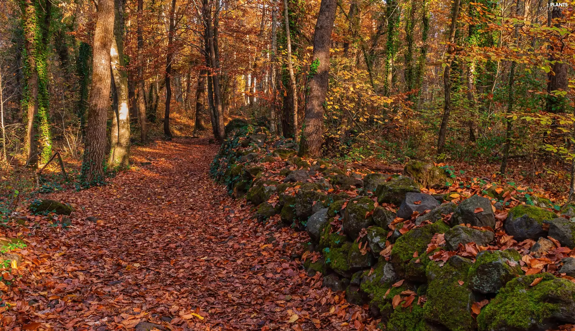 viewes, forest, Stones, trees, Way, mossy, Leaf