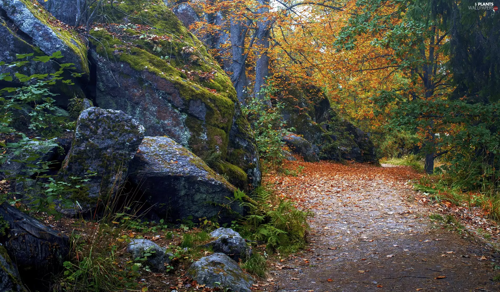 viewes, forest, Stones, trees, autumn, Leaf, rocks