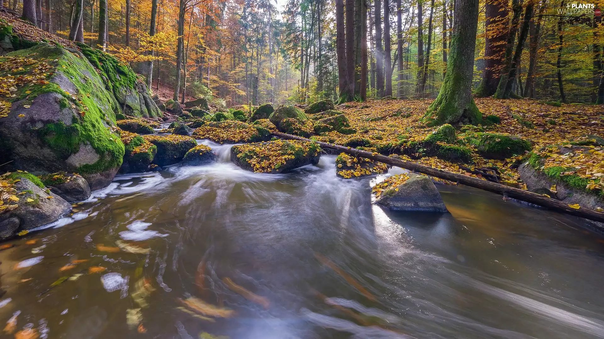 River, mossy, Stones, Stems, viewes, forest, autumn, trees