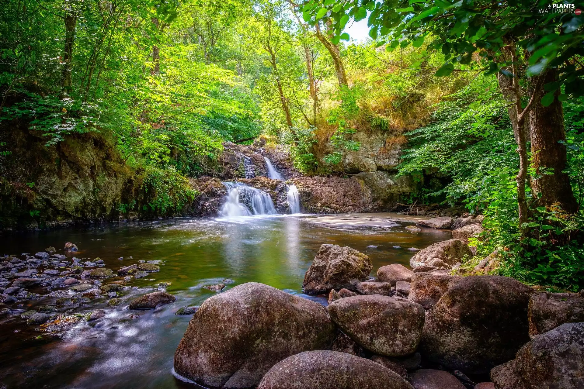 viewes, stream, Stones, trees, forest, River, green