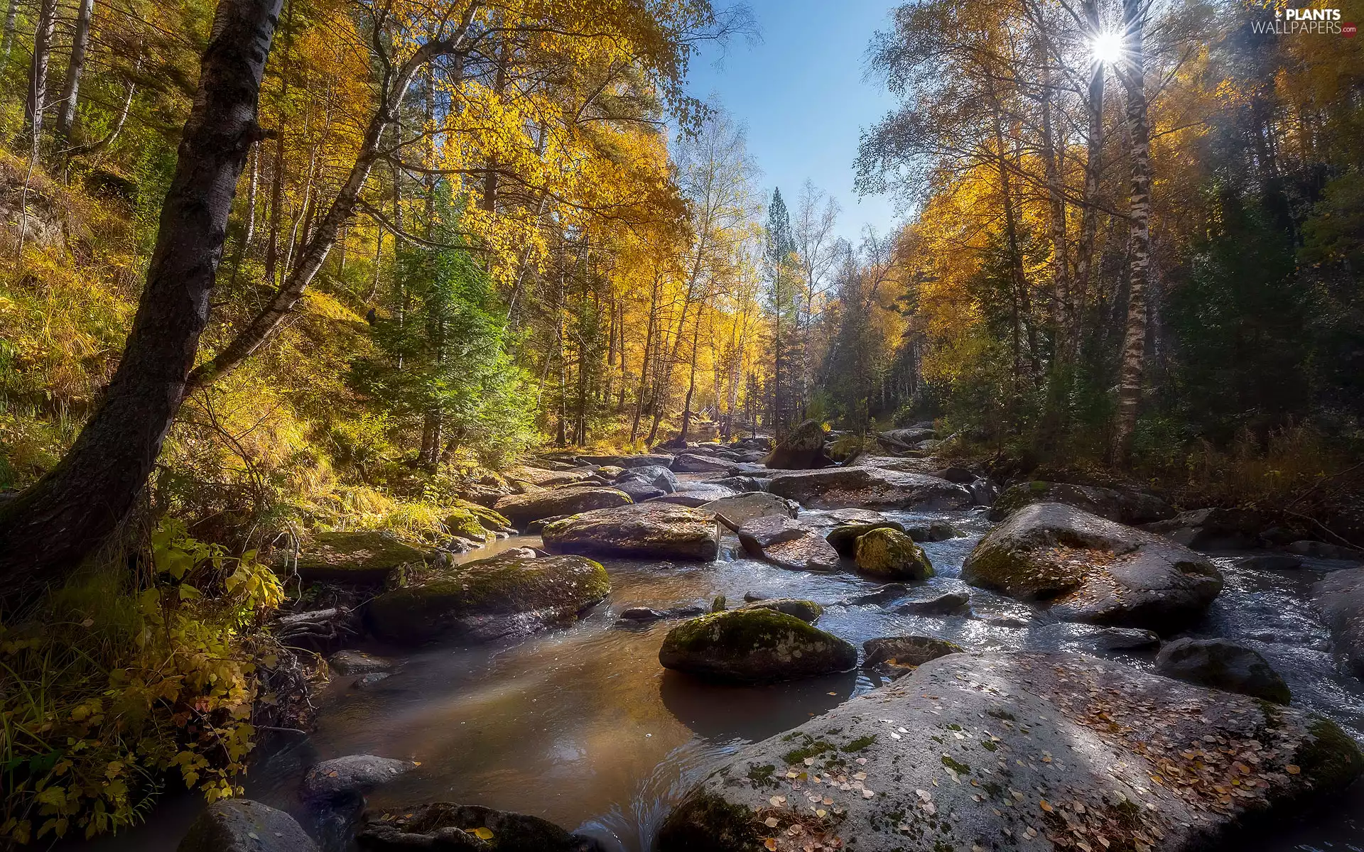 viewes, Yellowed, Stones, trees, forest, River, autumn