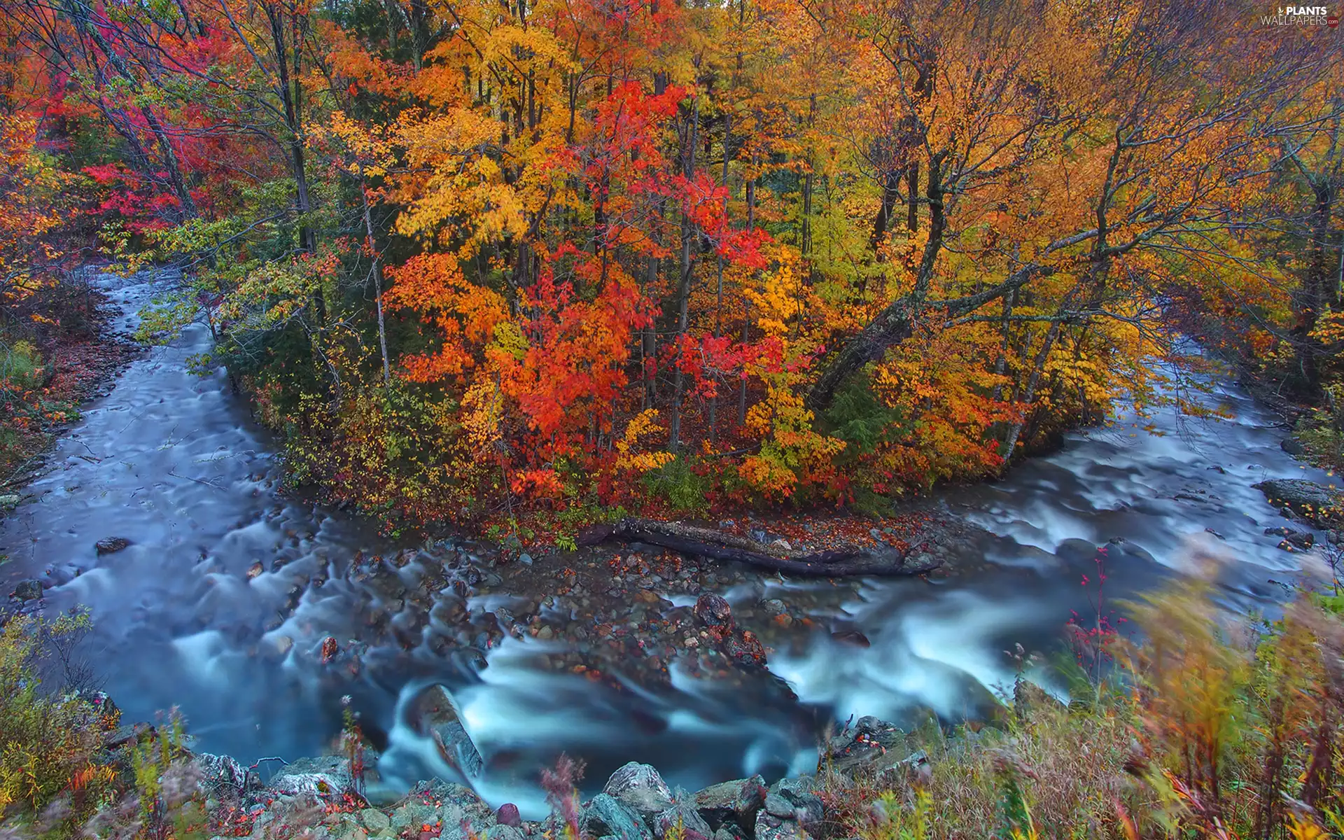 mountainous, forest, autumn, trees, Stones, stream
