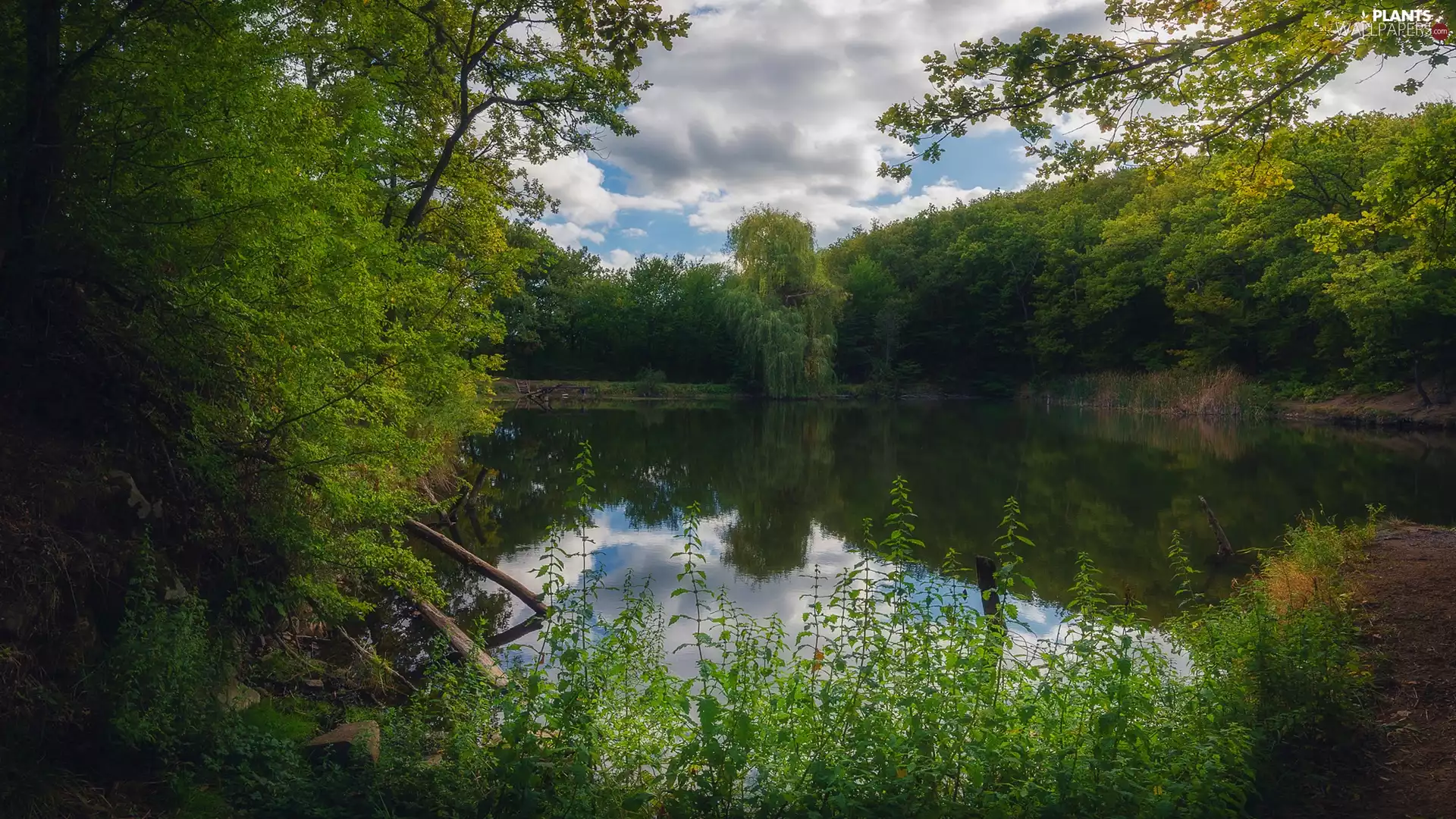 Plants, Pond - car, trees, viewes, summer