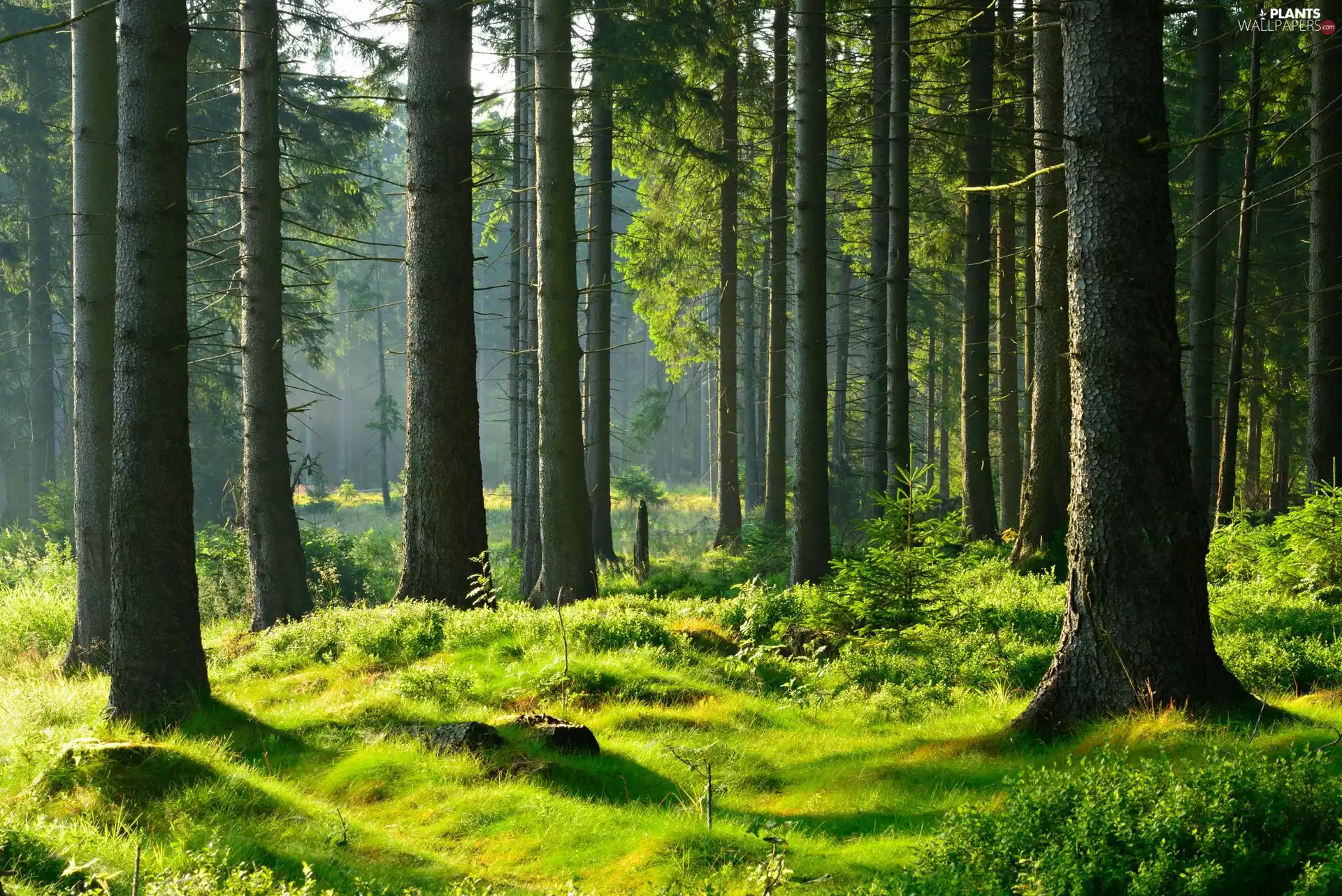 summer, viewes, forest, trees