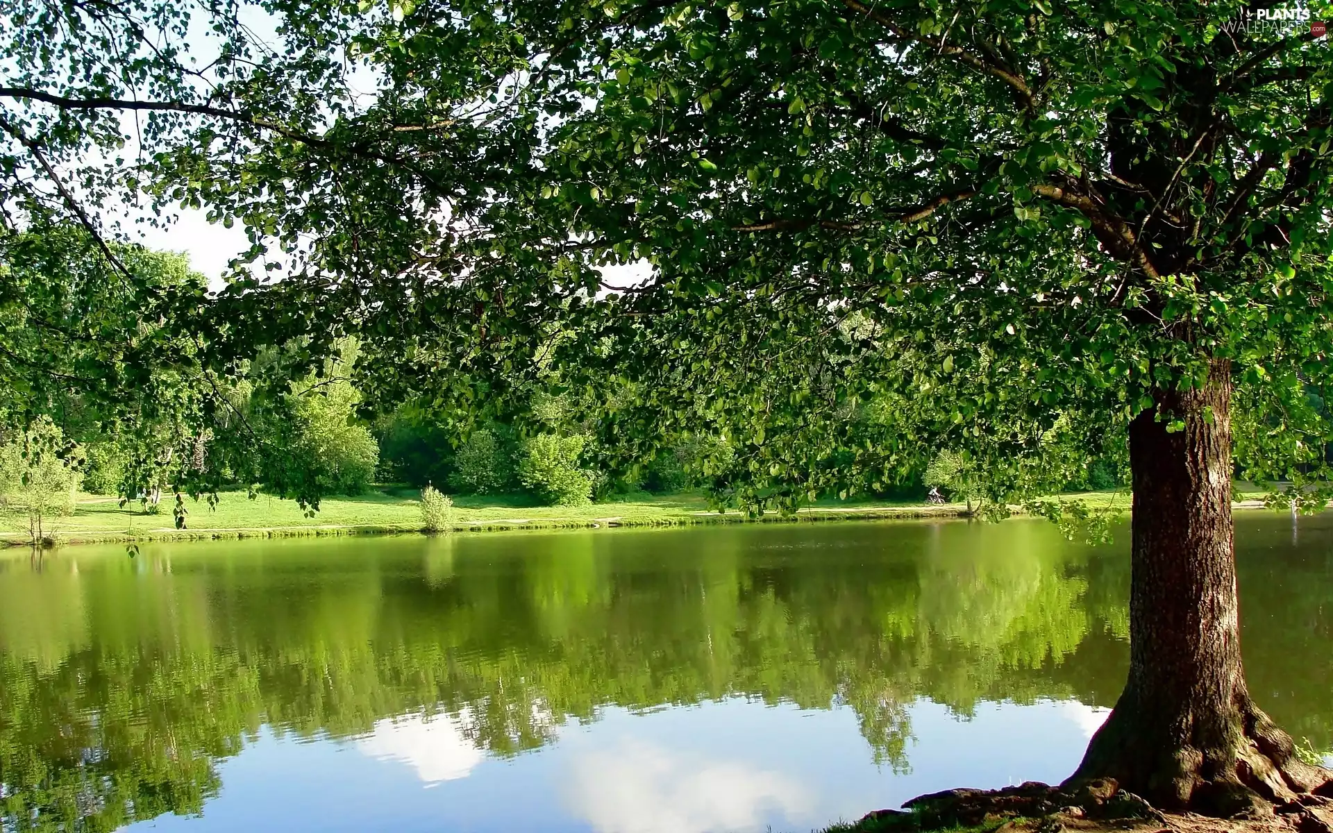 summer, viewes, River, trees