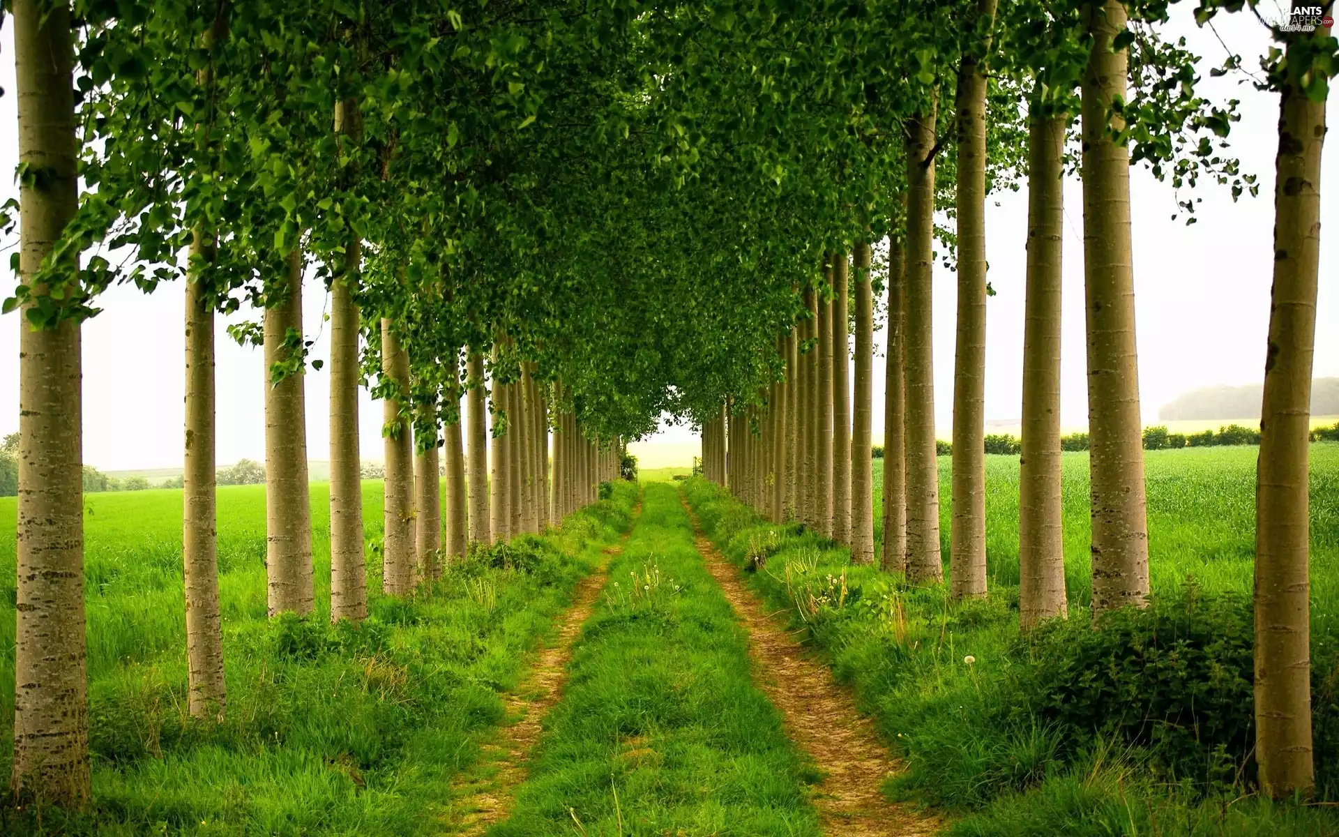 summer, viewes, Way, trees