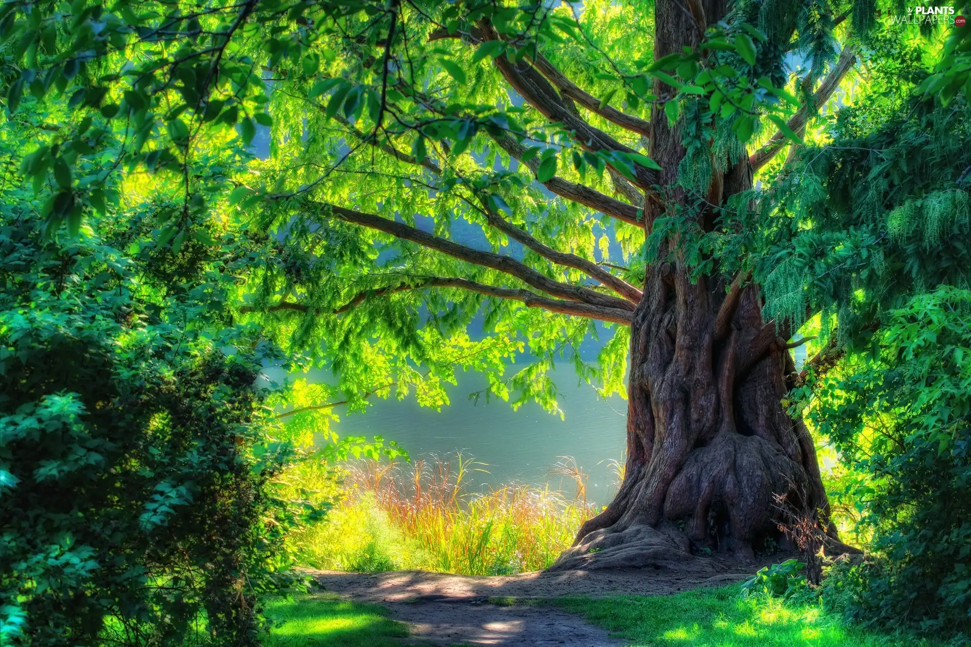 summer, trees