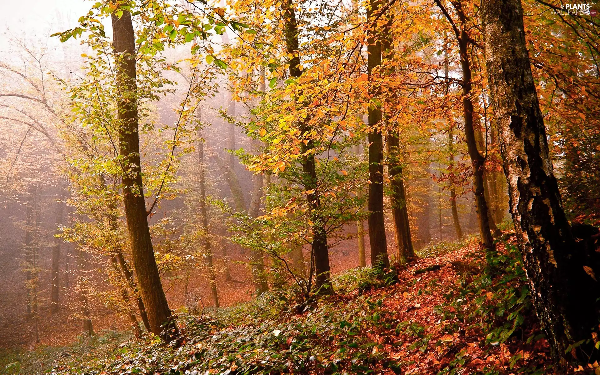 trees, forest, viewes, Leaf, luminosity, autumn, sun, flash, ligh