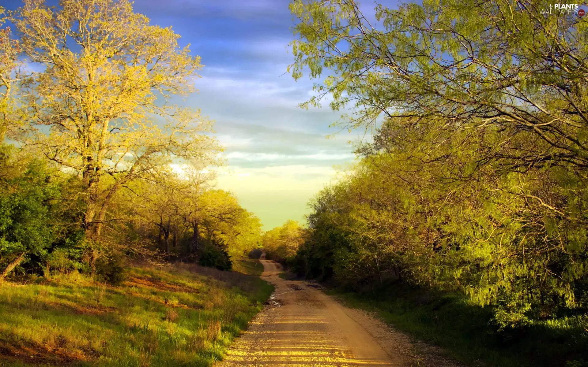 trees, Way, viewes, Przebijające, luminosity, autumn, sun, flash, ligh