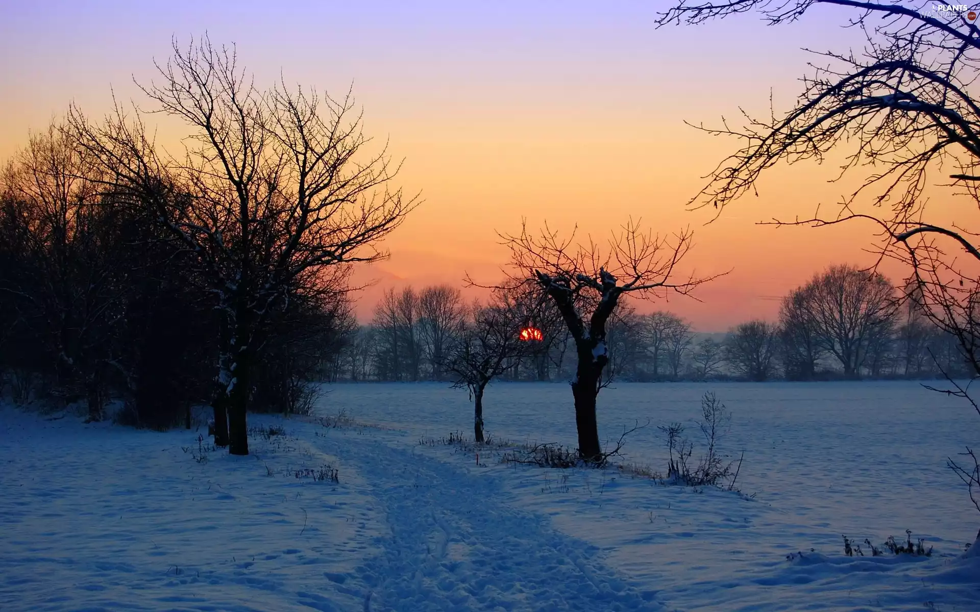 viewes, field, sun, trees, Way, west, winter