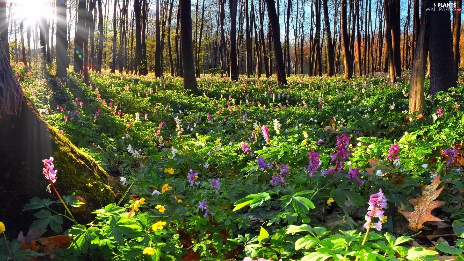 viewes, Flowers, sun, trees, forest, rays, Spring