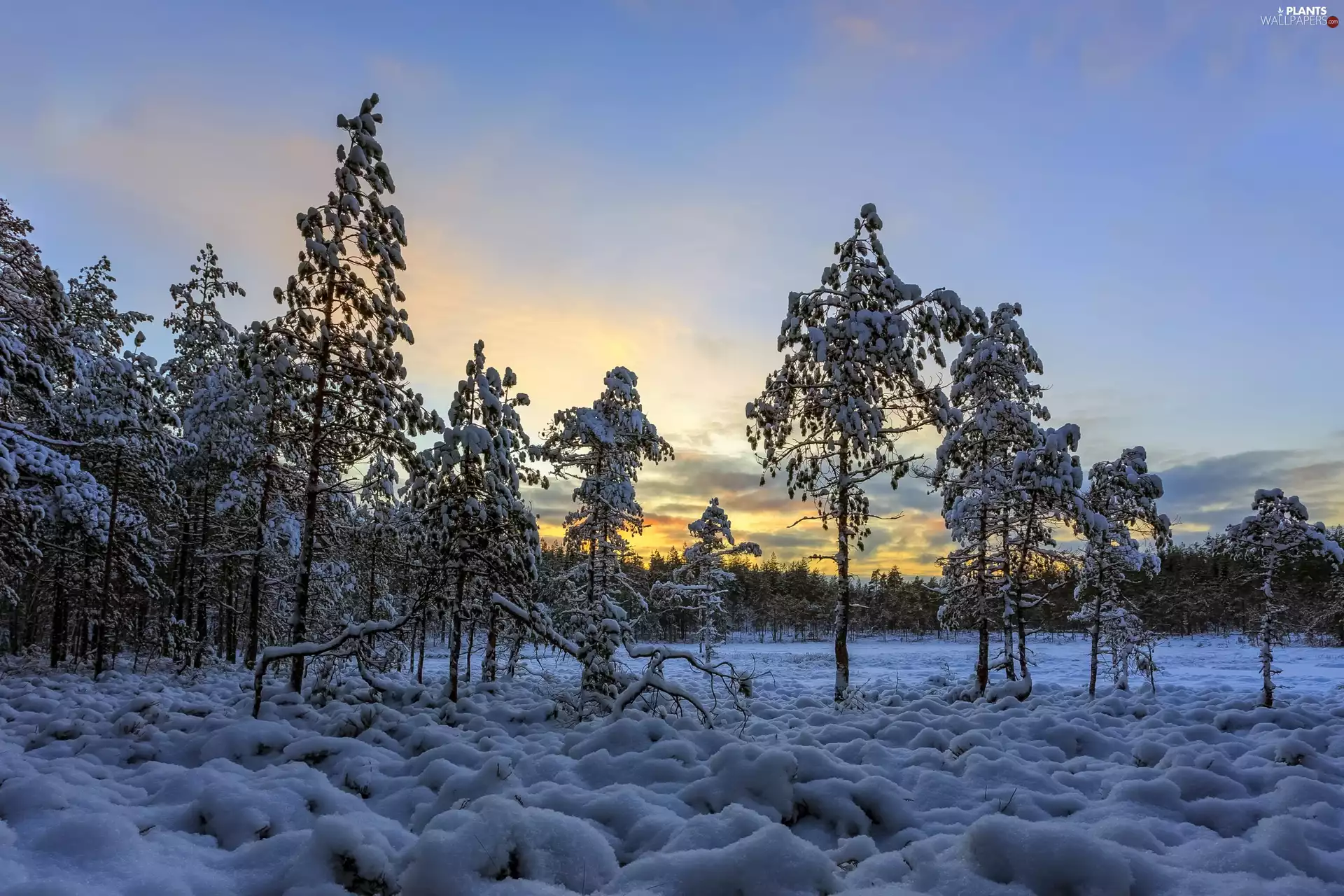 viewes, forest, sun, trees, winter, east, snow