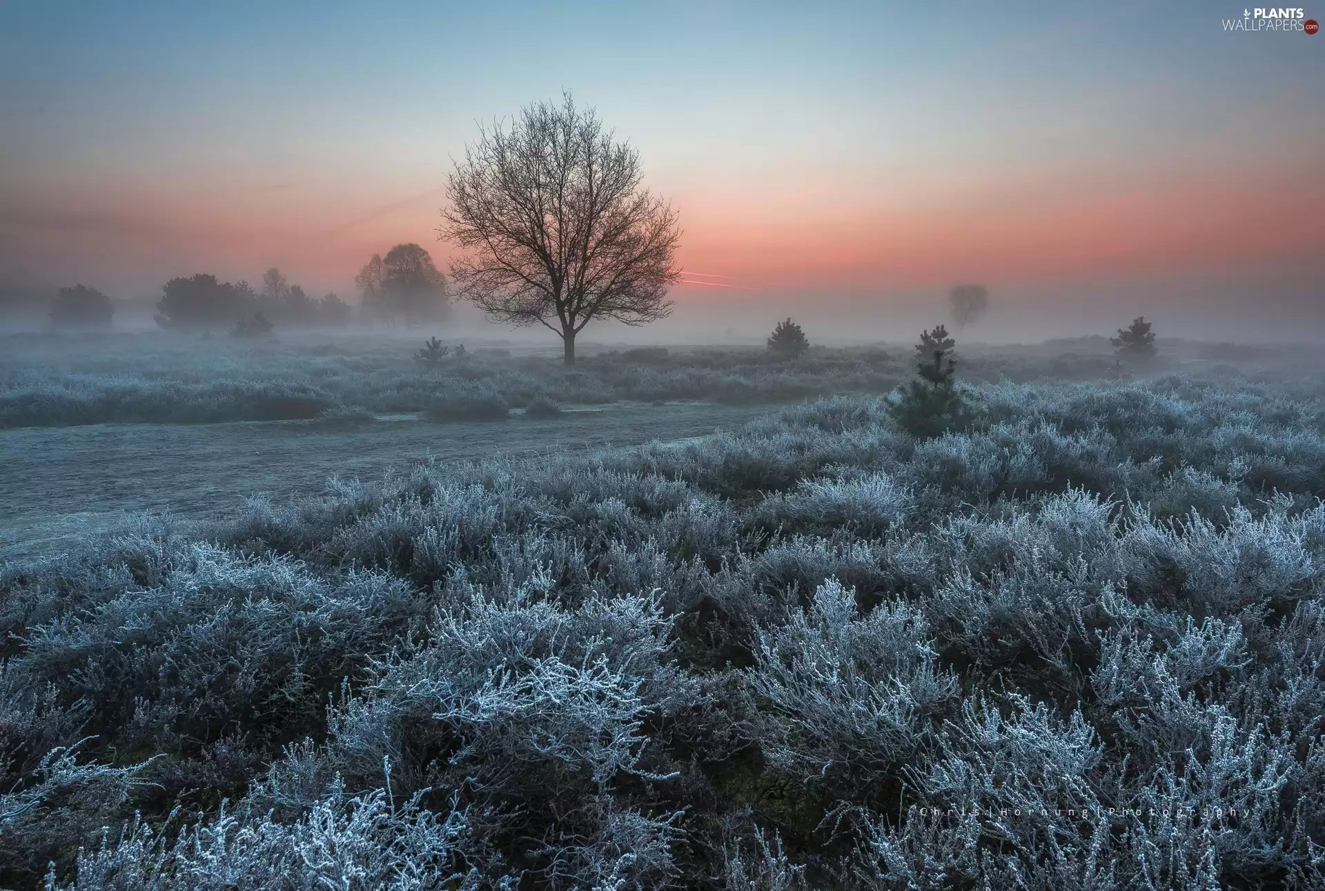 viewes, heath, sun, trees, frosty, east, Fog