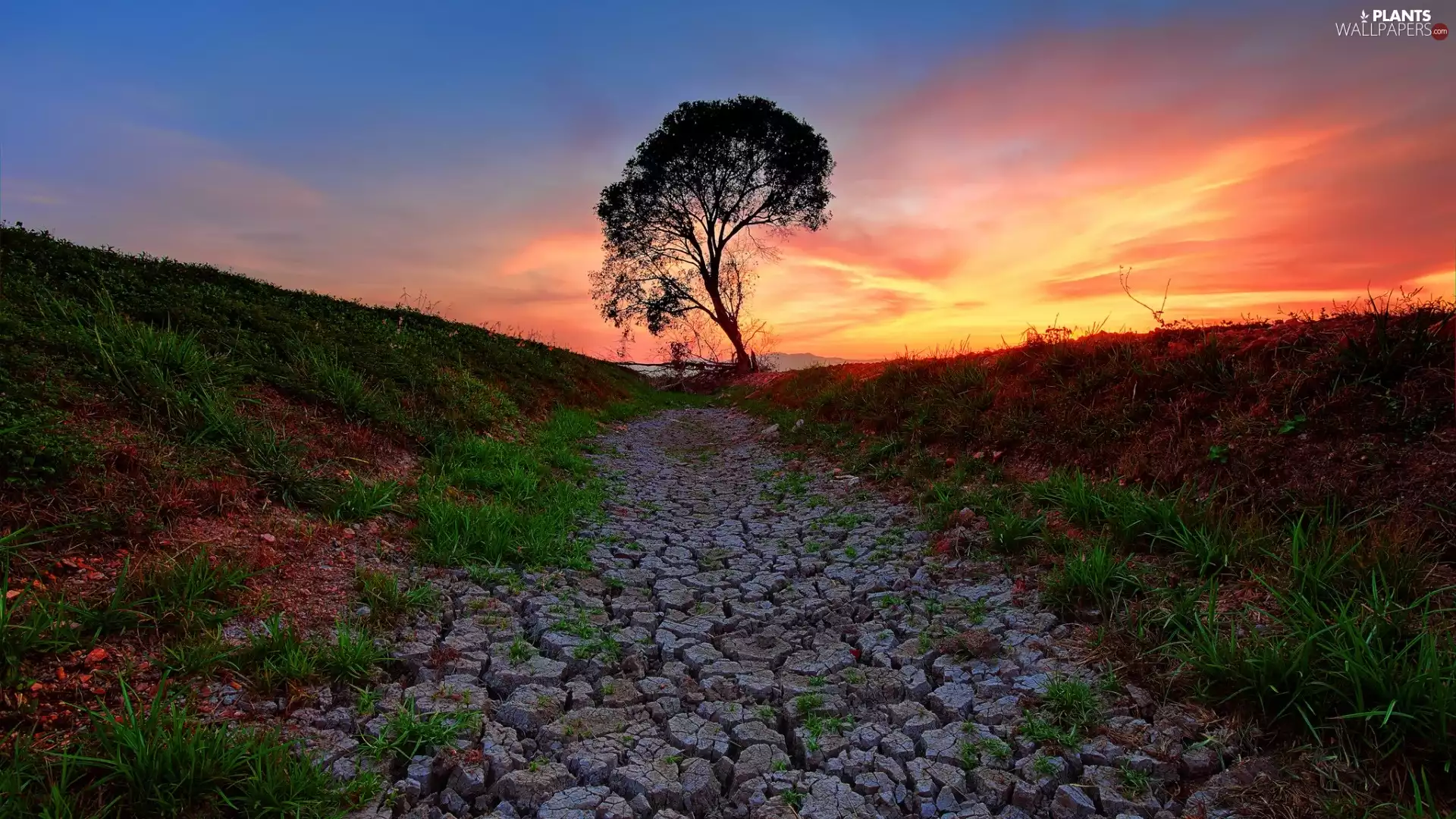 Way, west, land, trees, scorched, sun