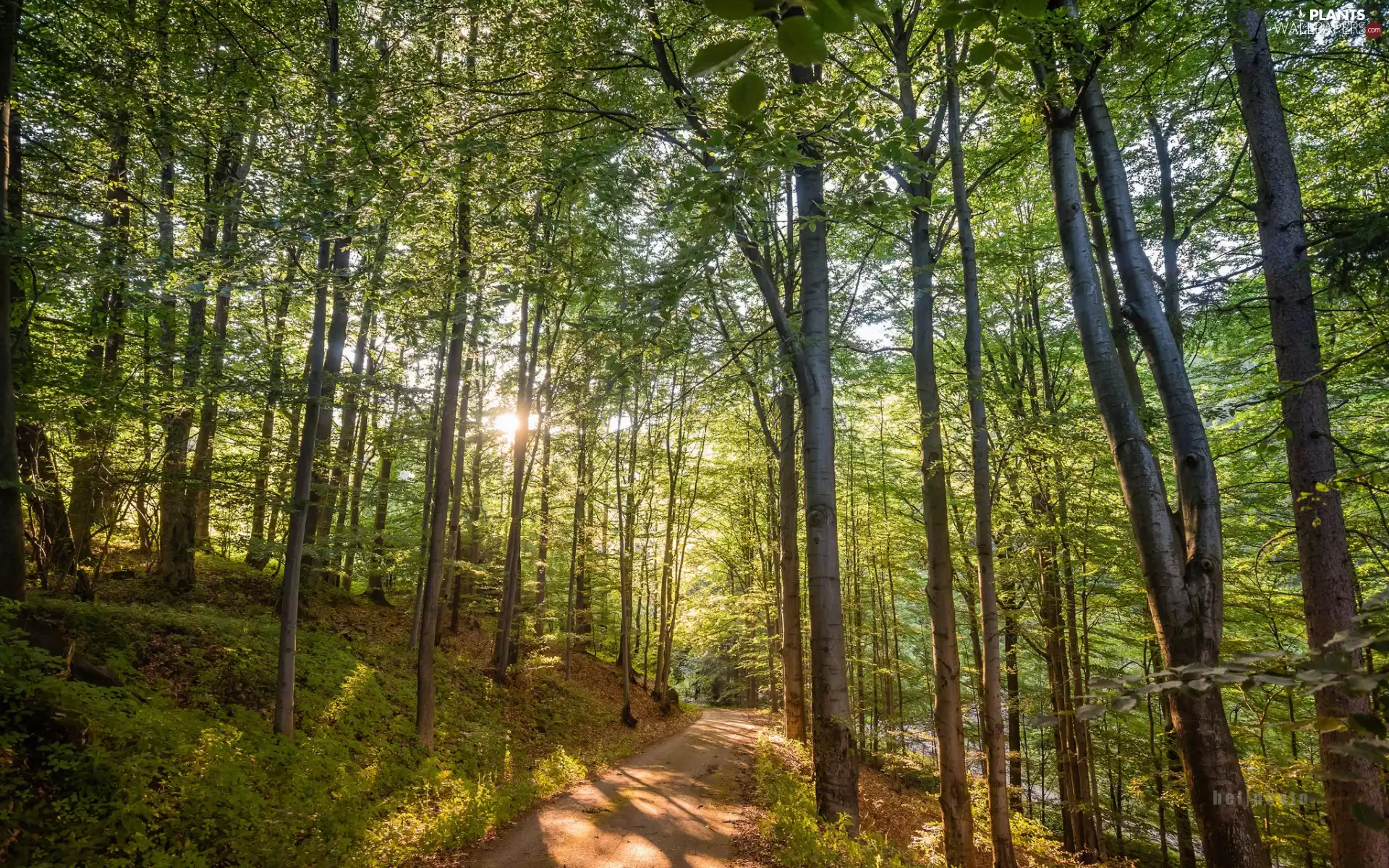 trees, forest, viewes, Way, luminosity, sunny, sun, flash, ligh