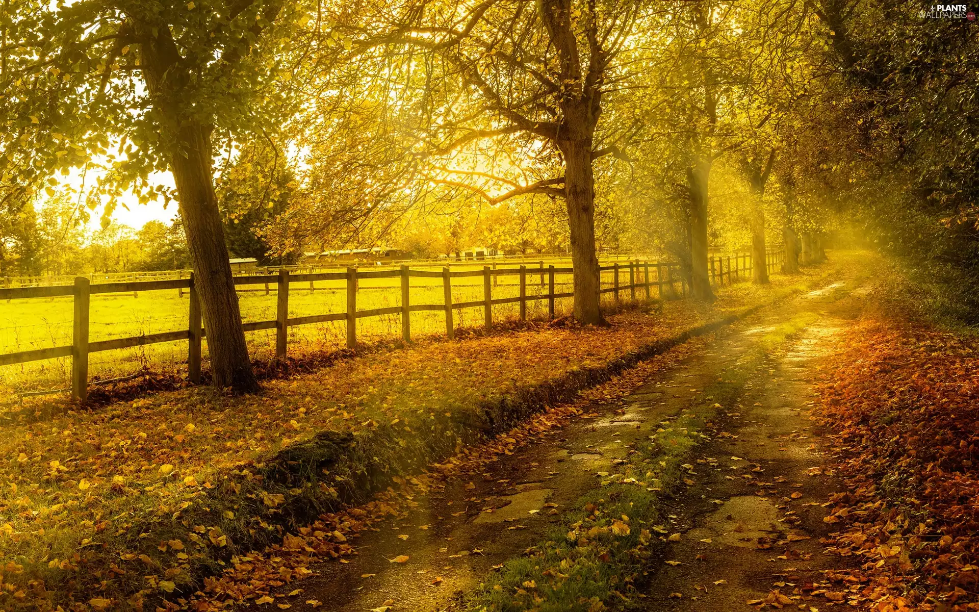 trees, autumn, fence, rays of the Sun, viewes, Way