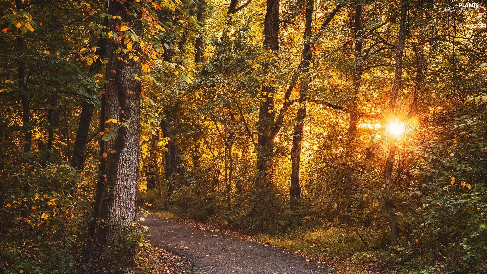 trees, forest, autumn, rays of the Sun, viewes, Way