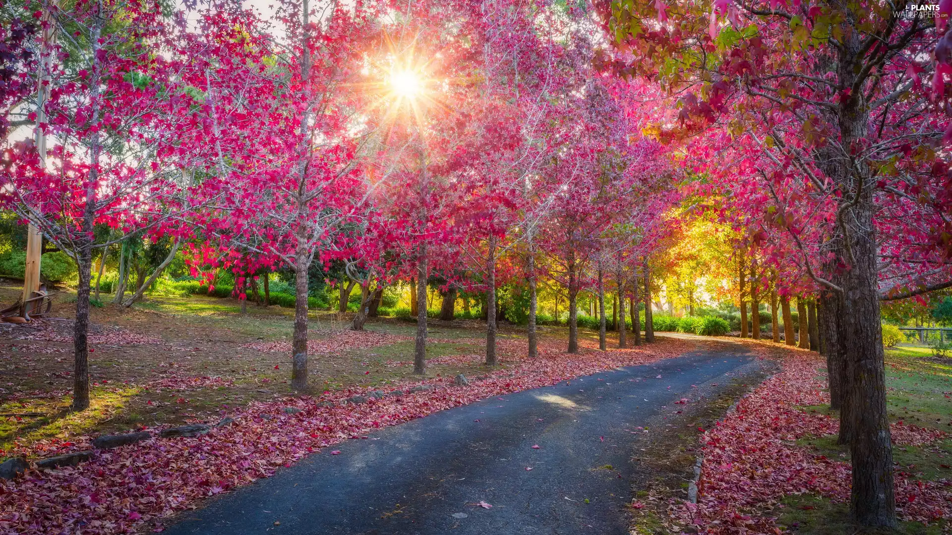 trees, Park, Leaf, rays of the Sun, viewes, Way
