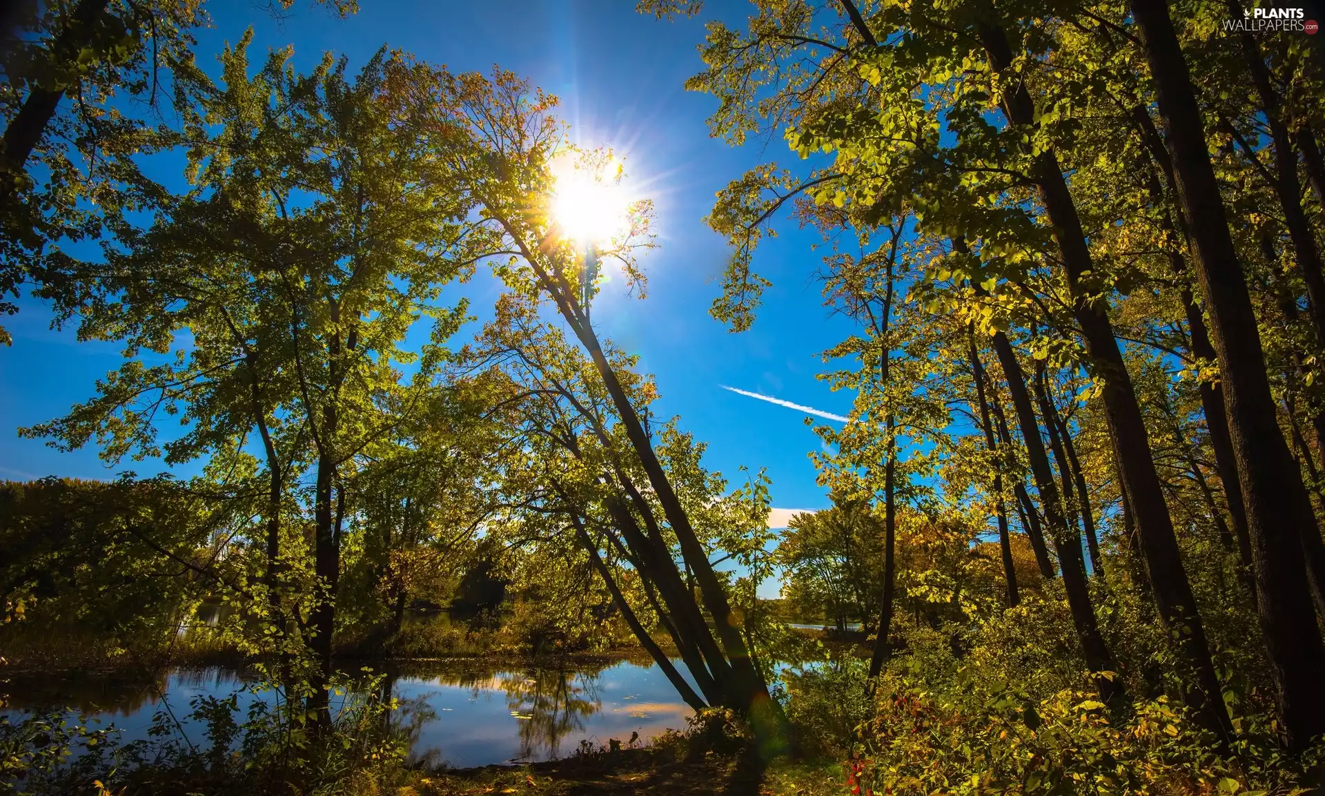 trees, River, Sky, rays of the Sun, viewes, inclined