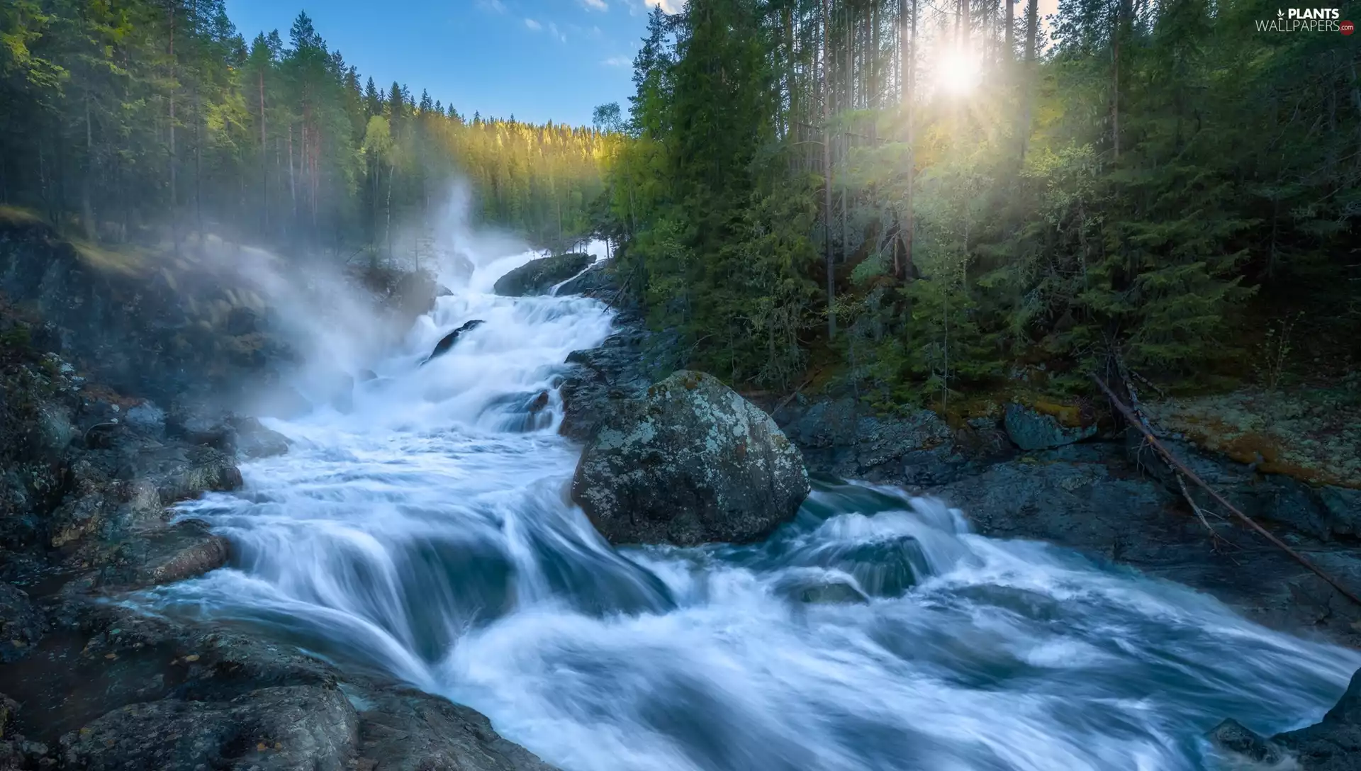 trees, River, Stones, rays of the Sun, viewes, forest
