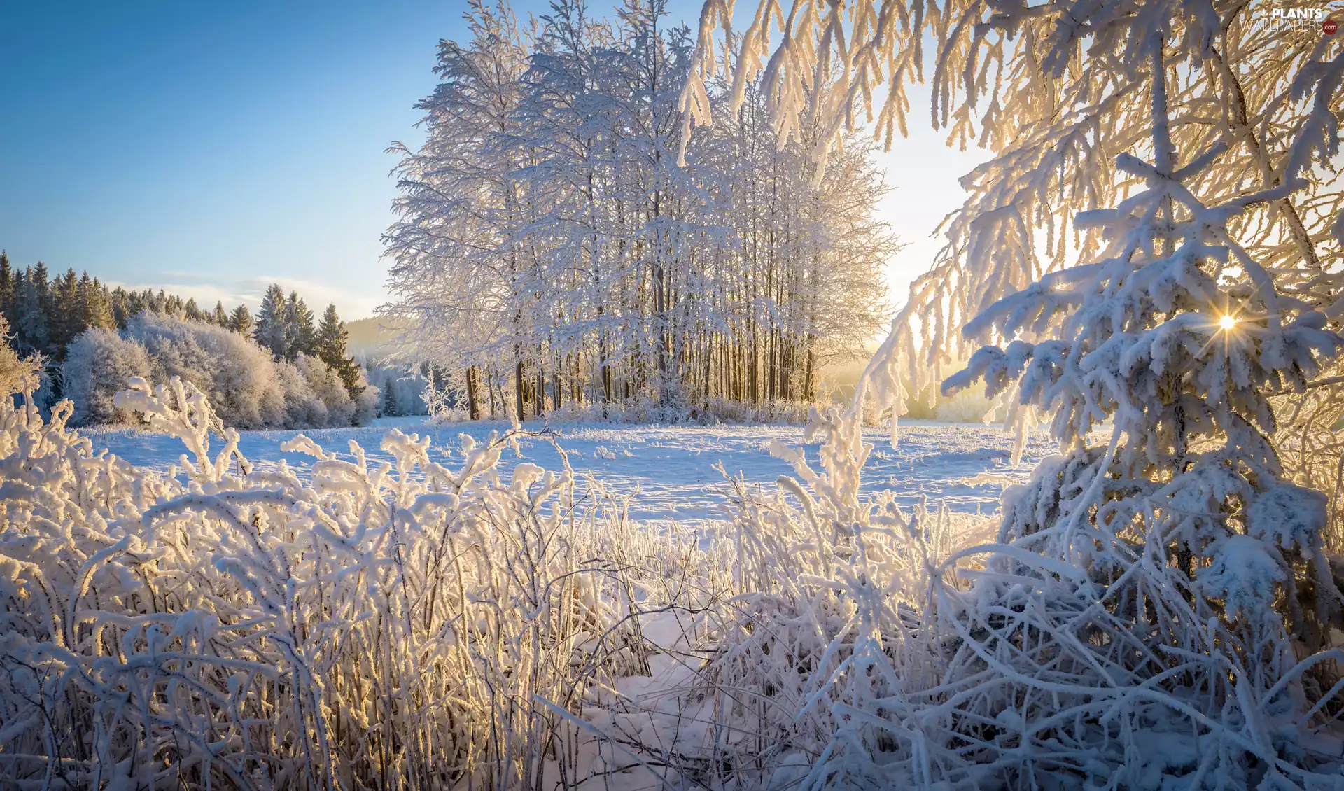 trees, winter, Bush, rays of the Sun, viewes, Snowy