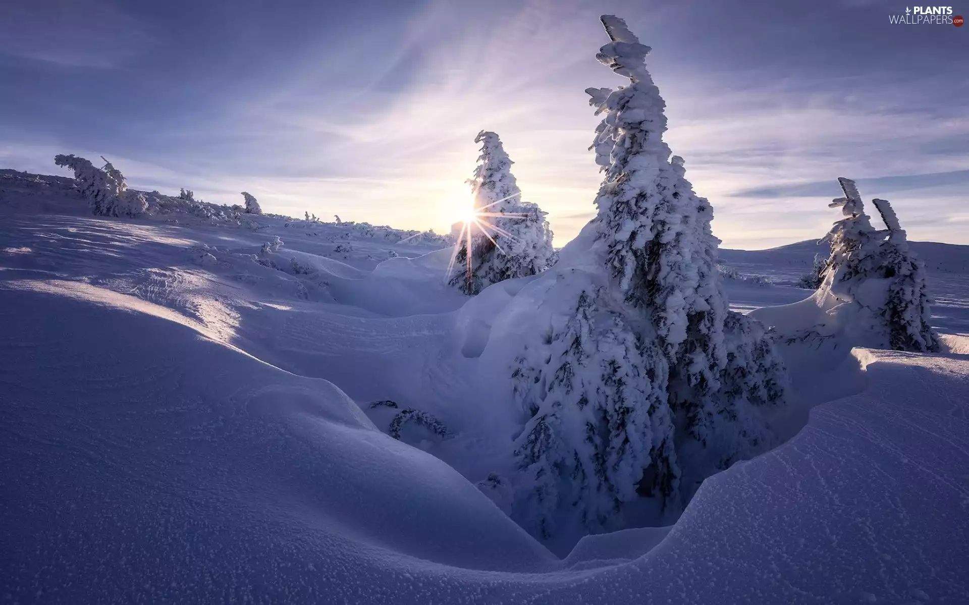 trees, winter, drifts, rays of the Sun, viewes, Snowy