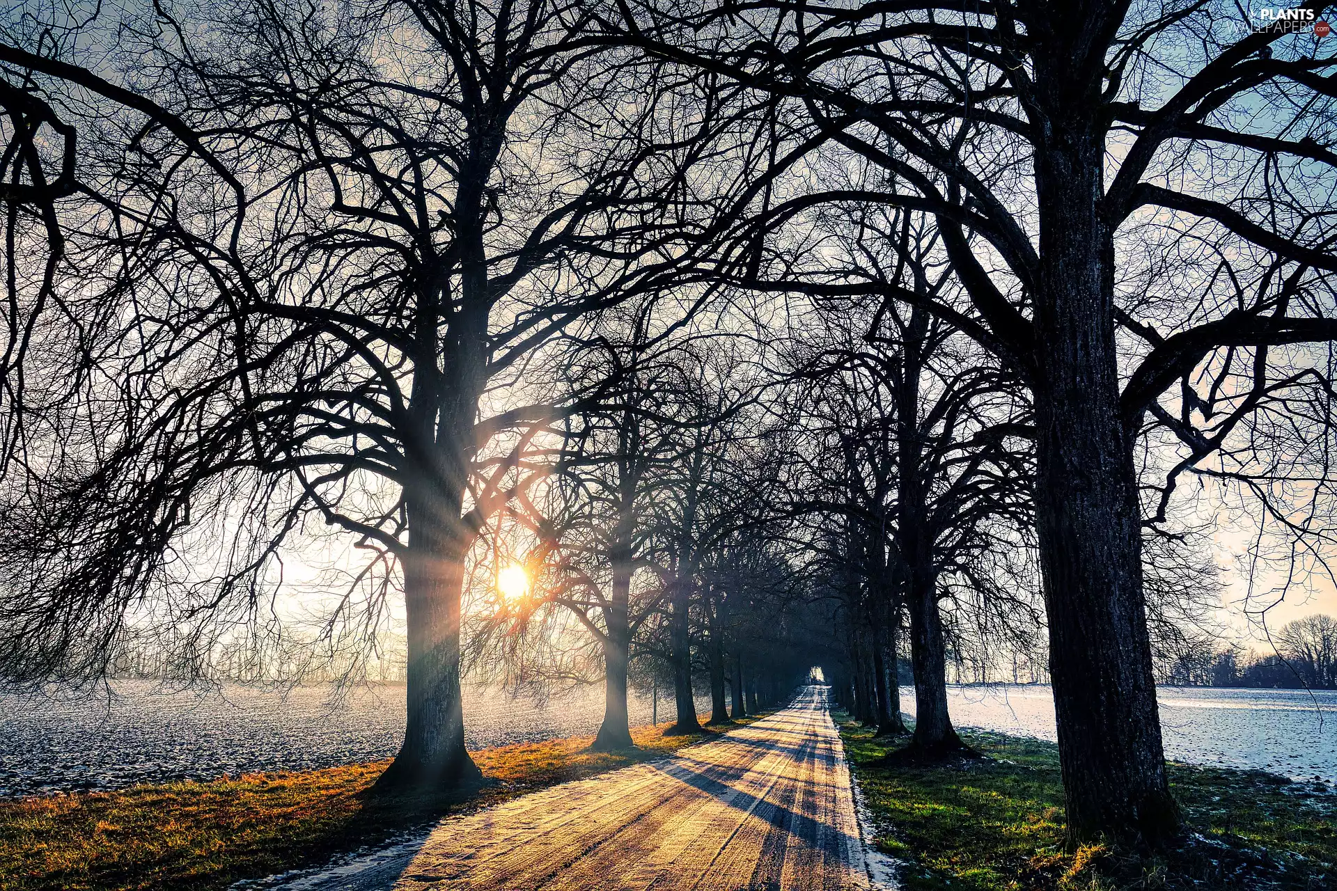 trees, winter, field, rays of the Sun, viewes, Way