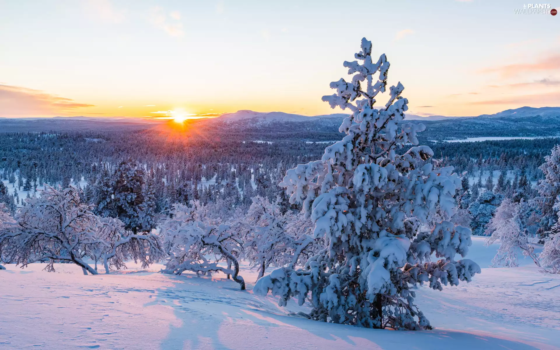 trees, winter, Mountains, rays of the Sun, viewes, snow