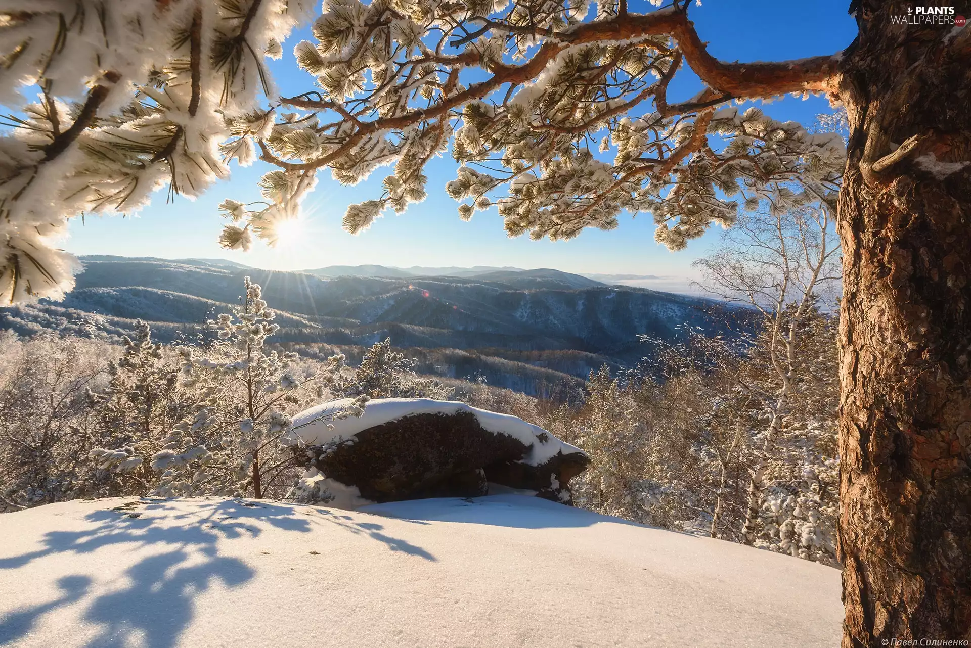 trees, winter, pine, rays of the Sun, viewes, Mountains