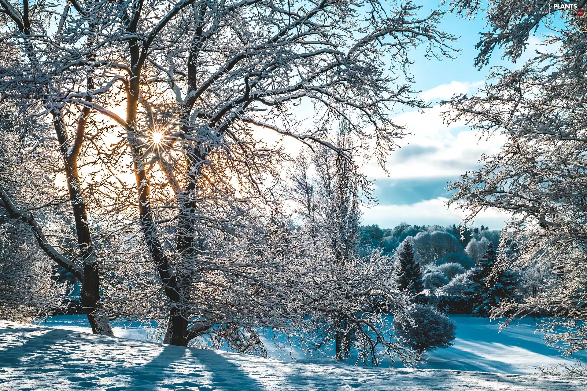 trees, winter, snow, rays of the Sun, viewes, frosty